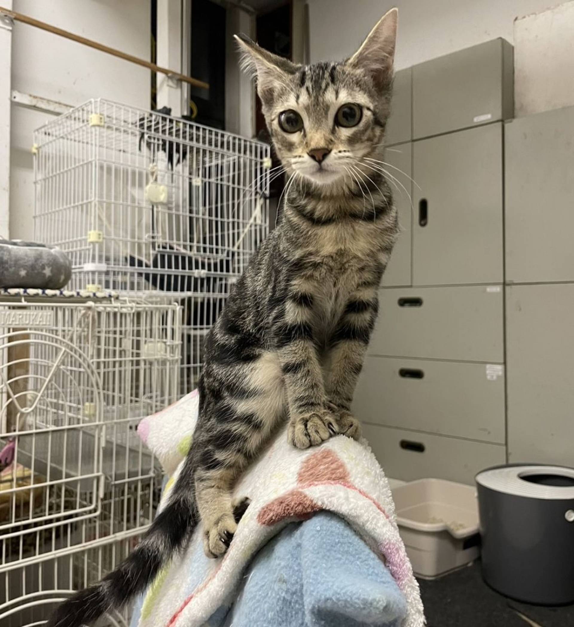 雑種（ミックス猫）・メスの里親募集の写真