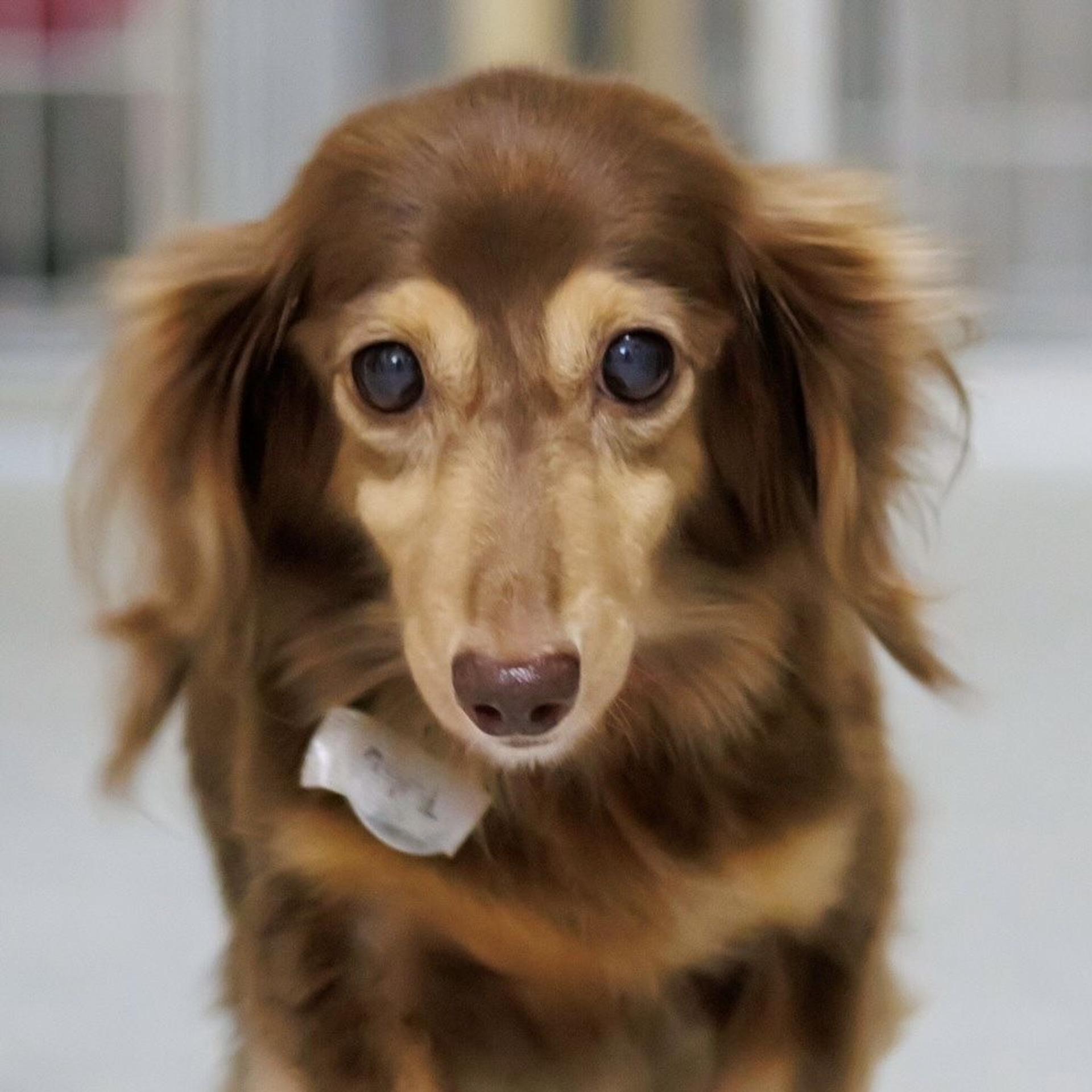 pet-image-5