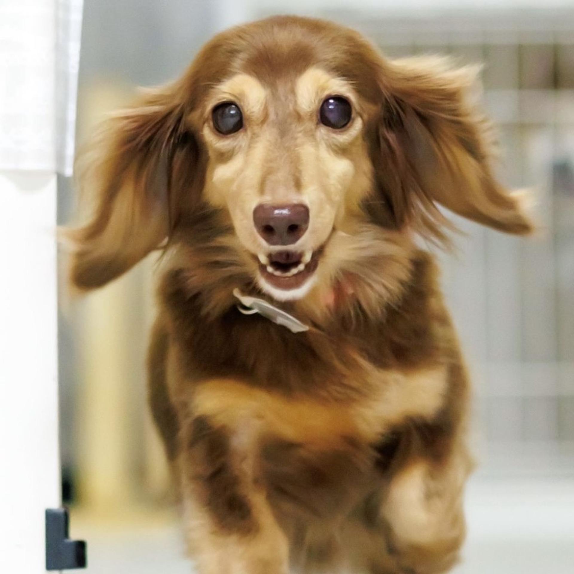 pet-image-6