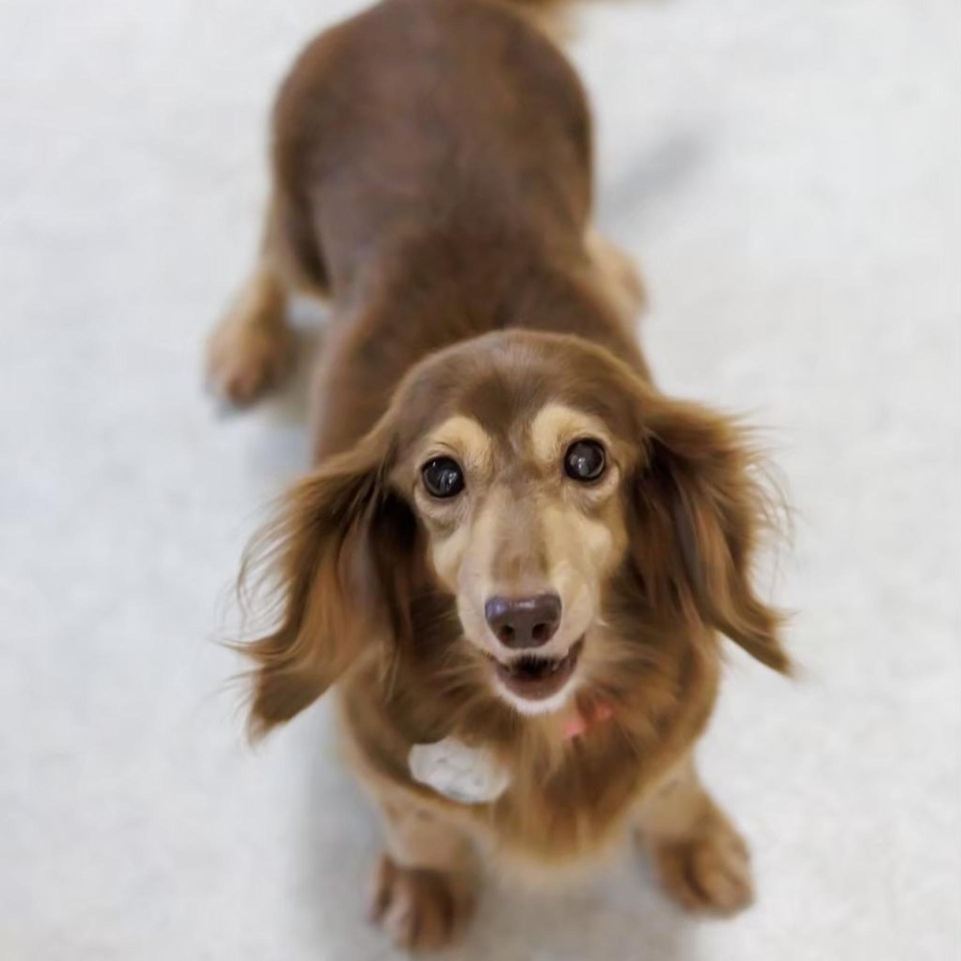 pet-image-3