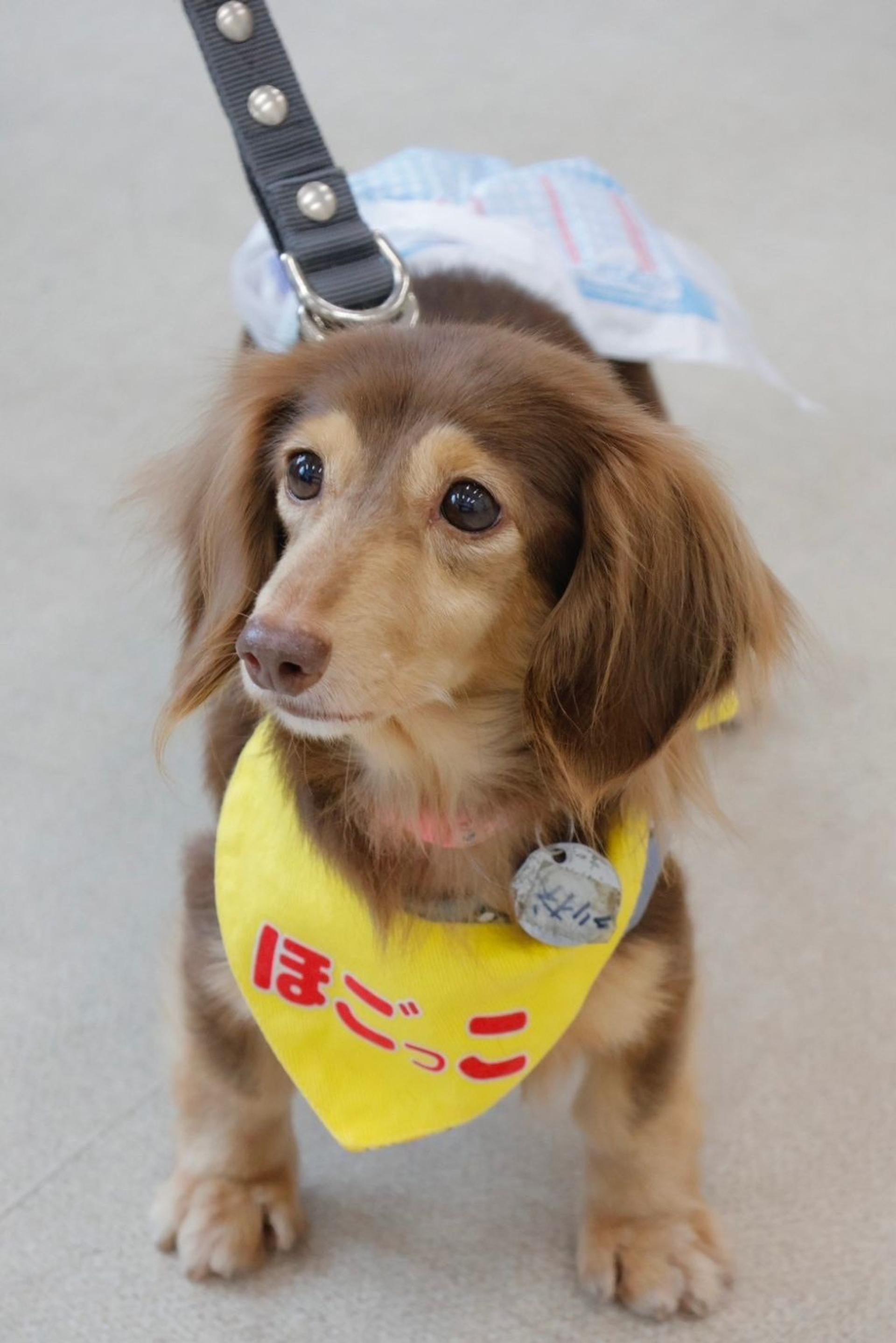 pet-image-4