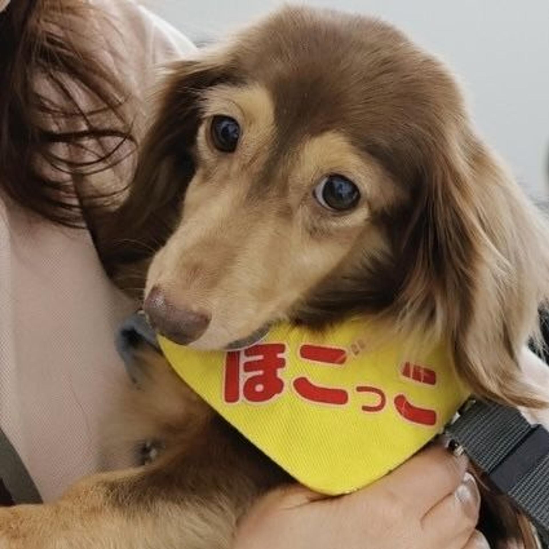 pet-image-9