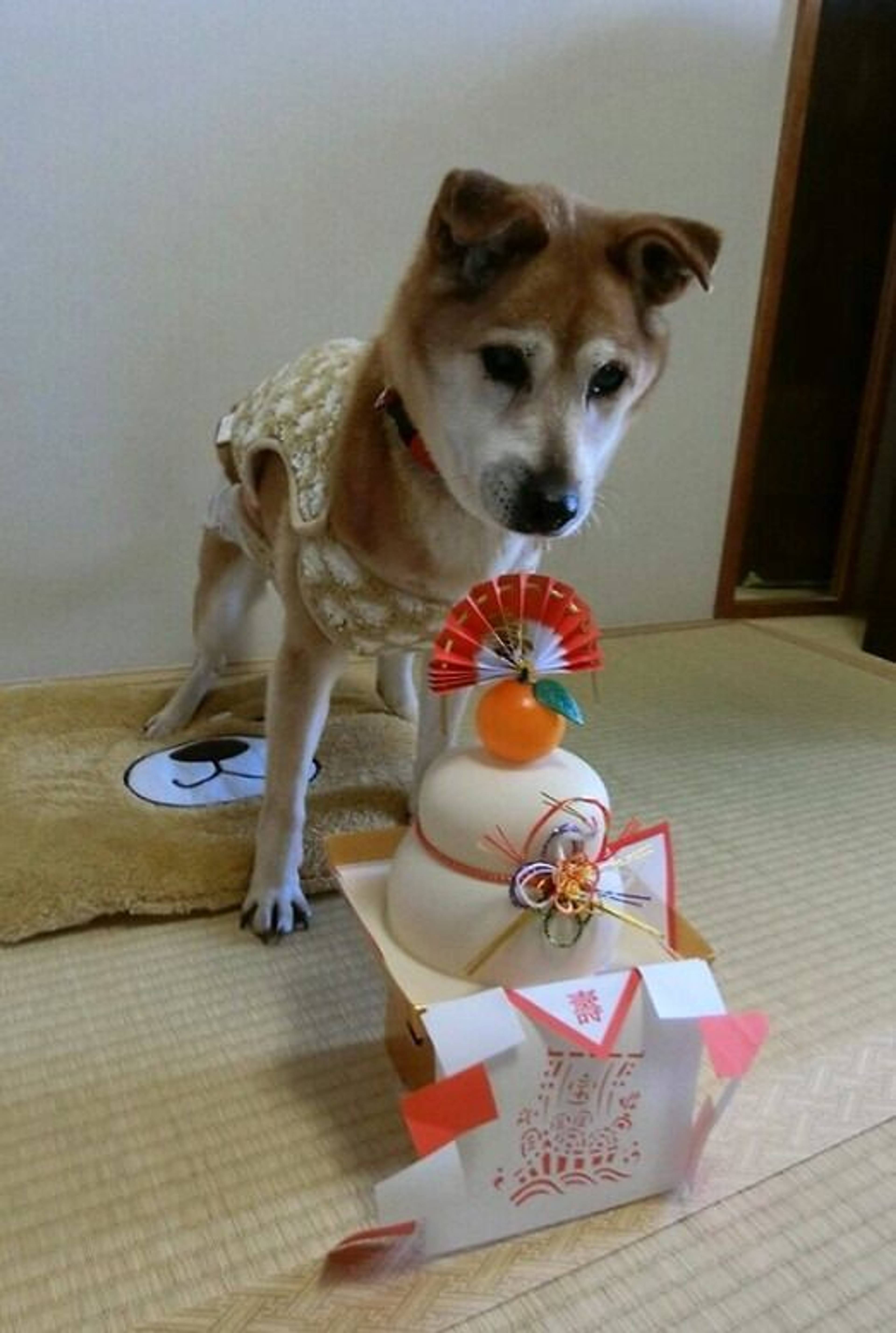 柴犬・メスの里親募集の写真