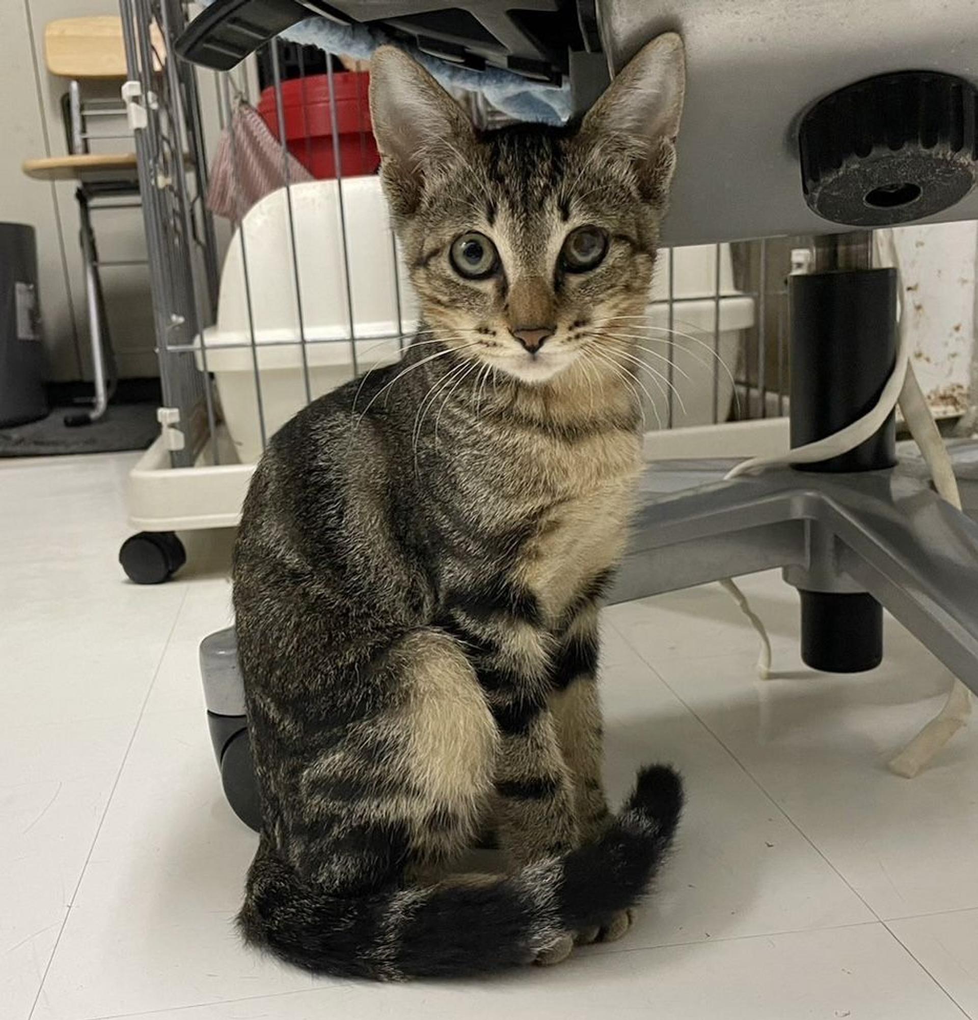 pet-image-5