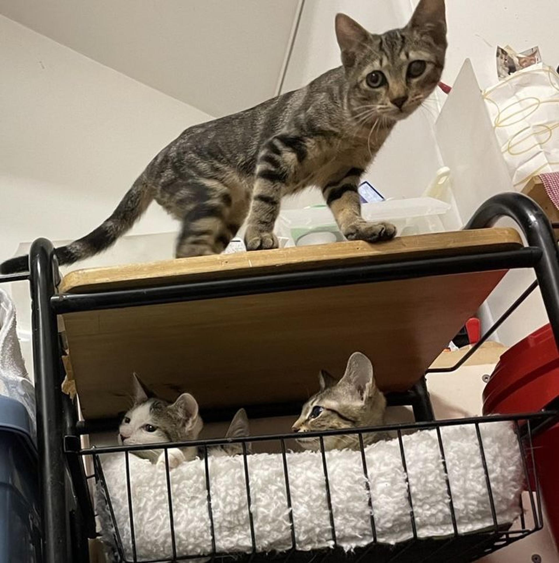 pet-image-7