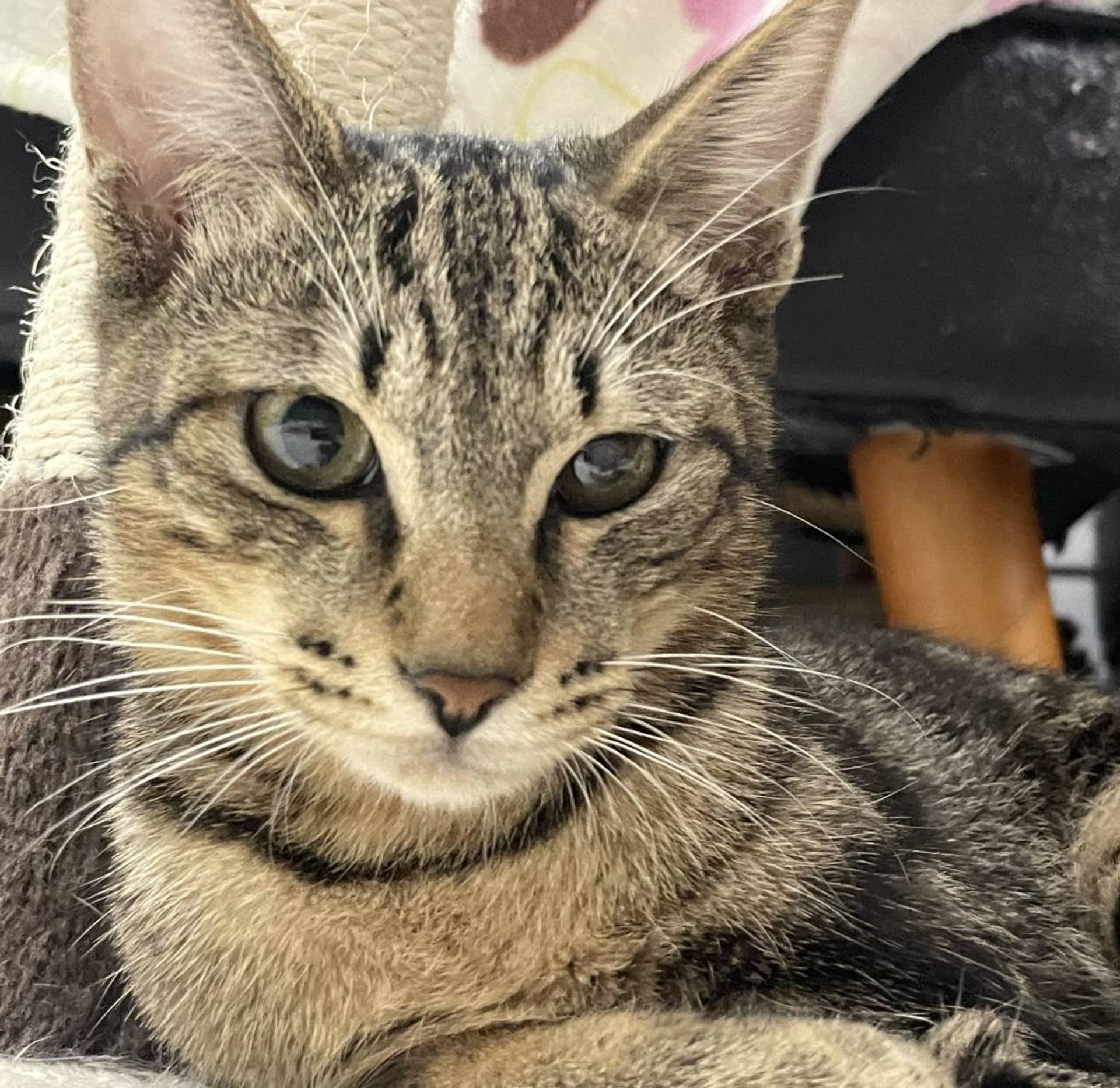 雑種（ミックス猫）・オスの里親募集の写真