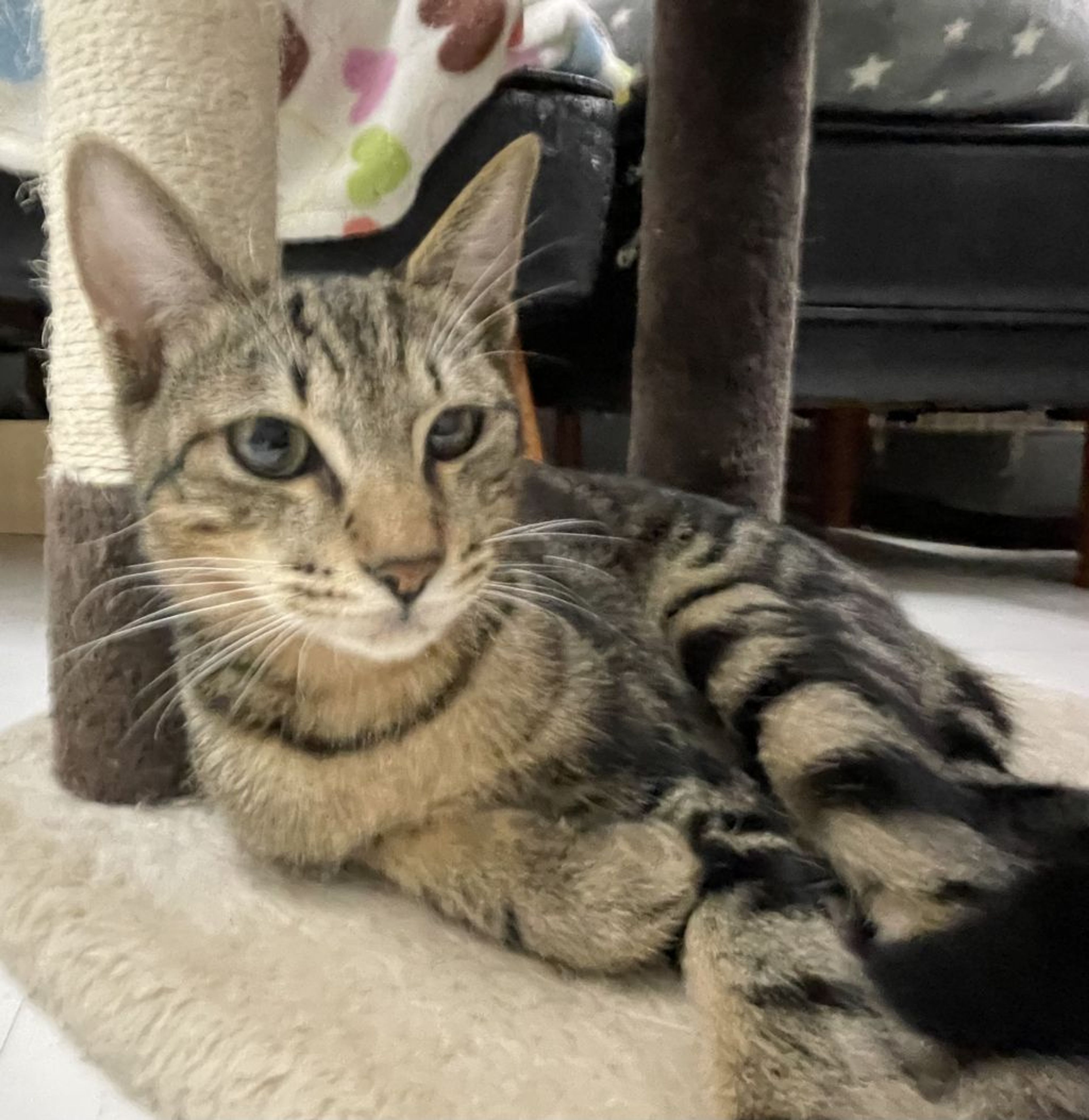 pet-image-8