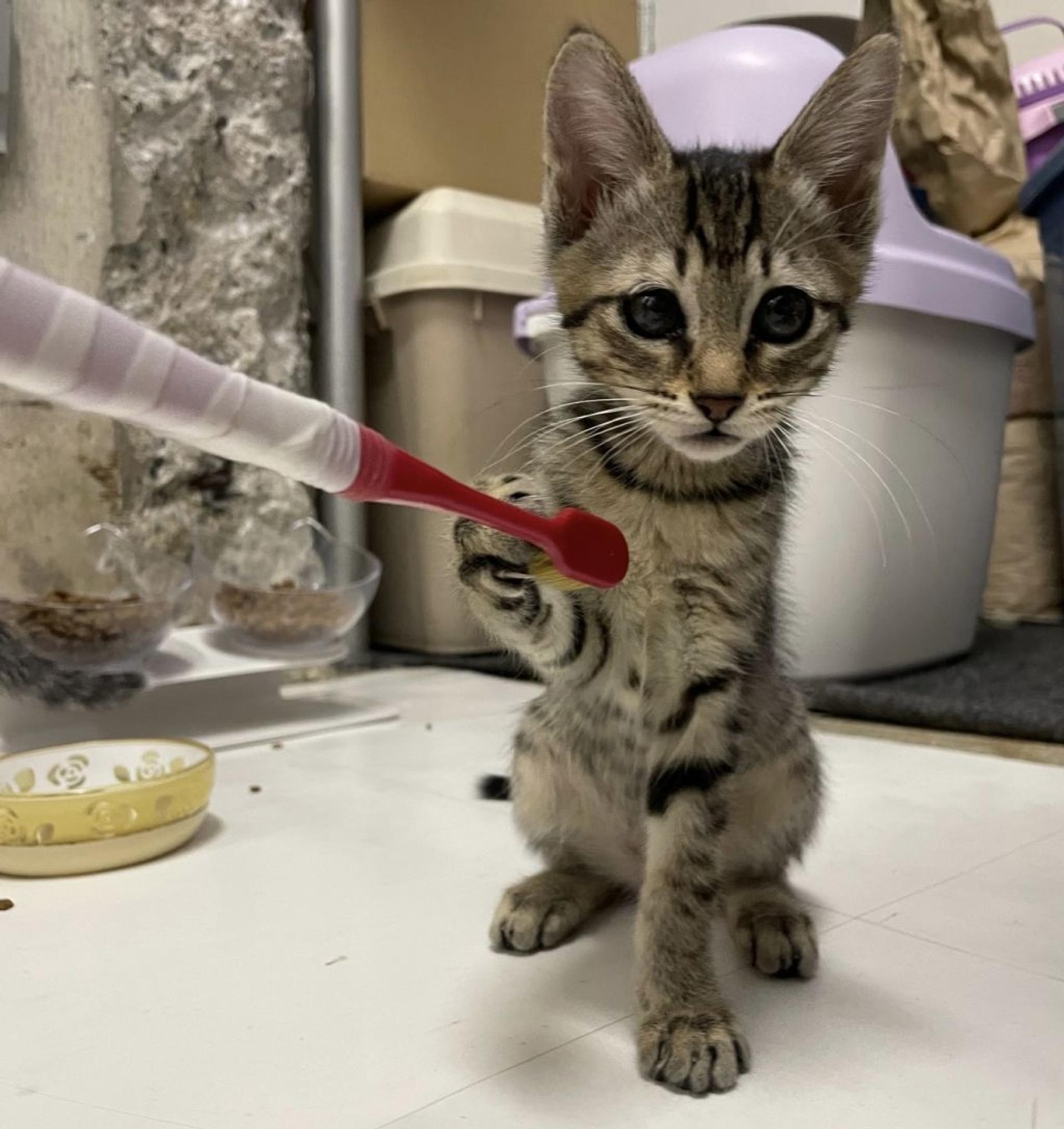 pet-image-4