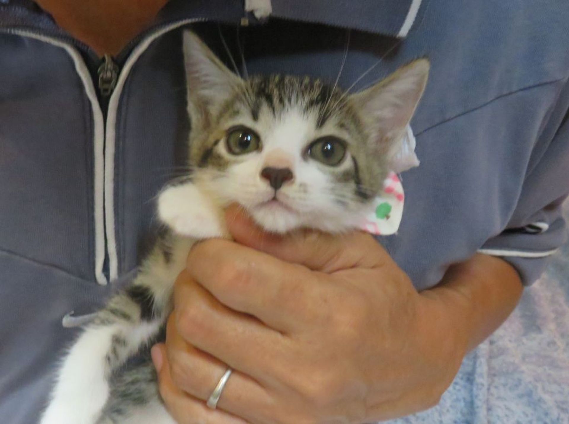 雑種（ミックス猫）・メスの里親募集の写真