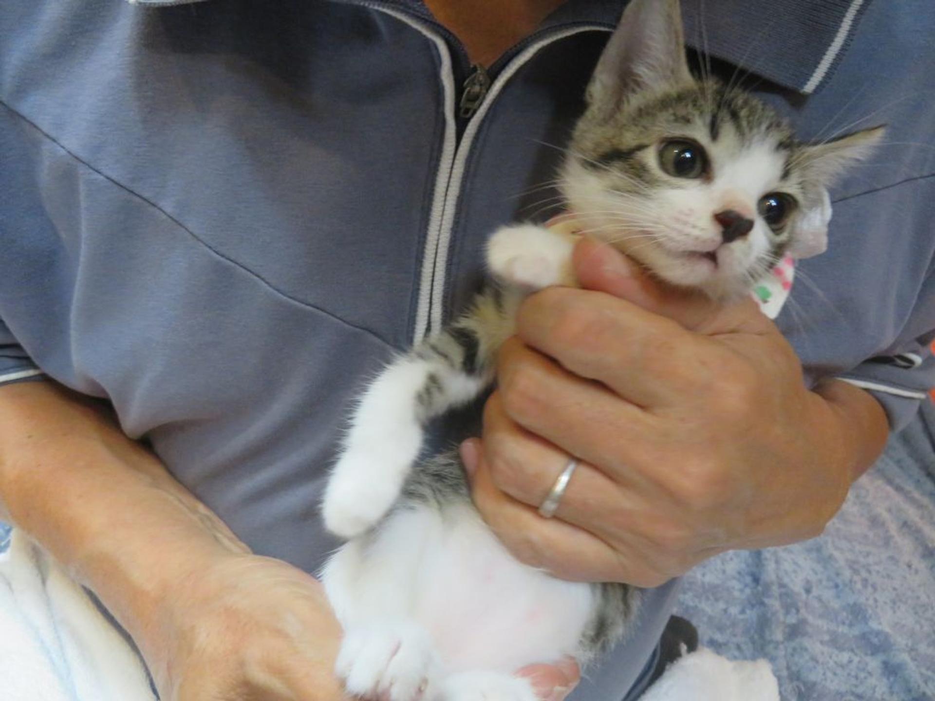 pet-image-3