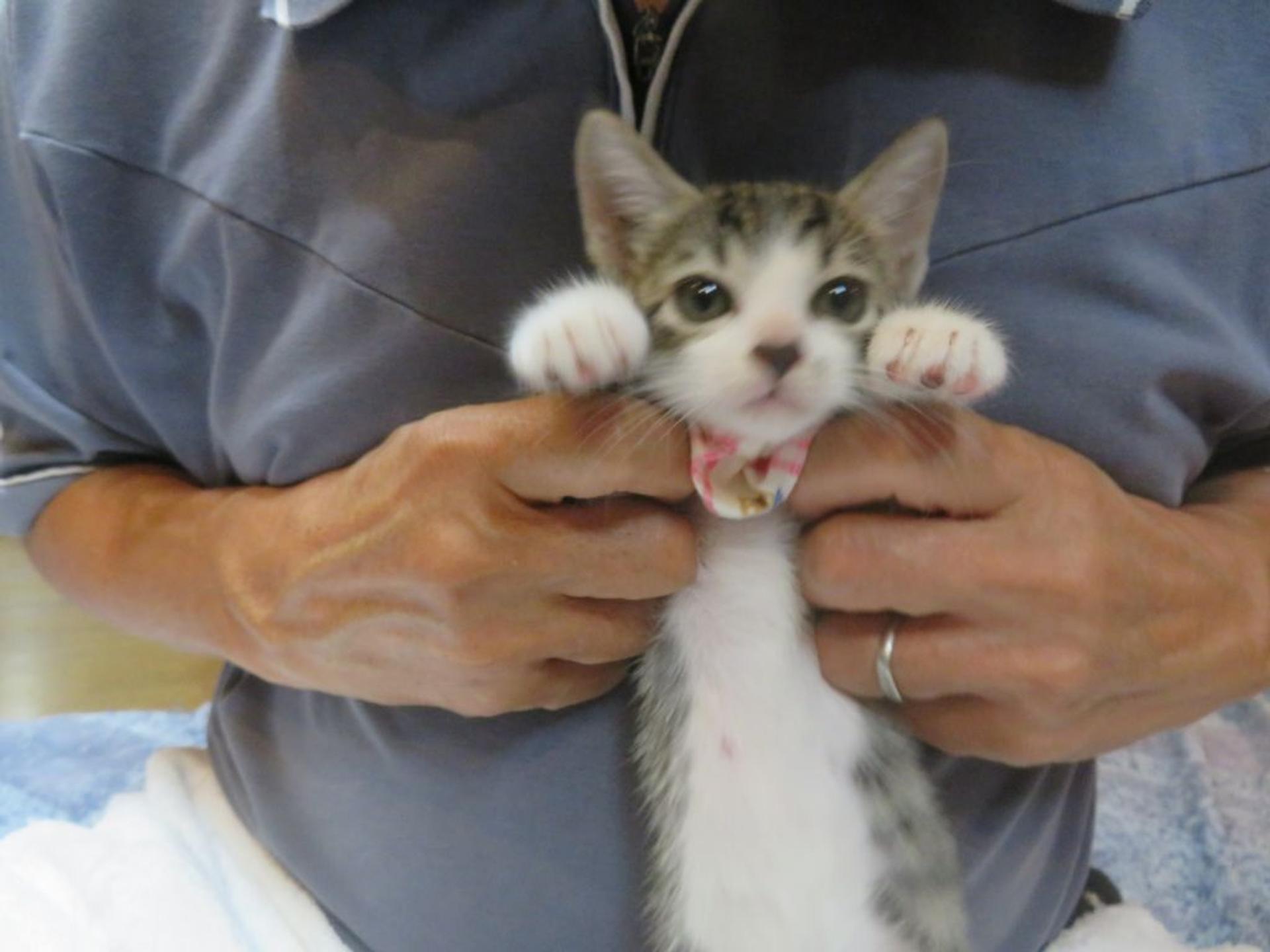 pet-image-4