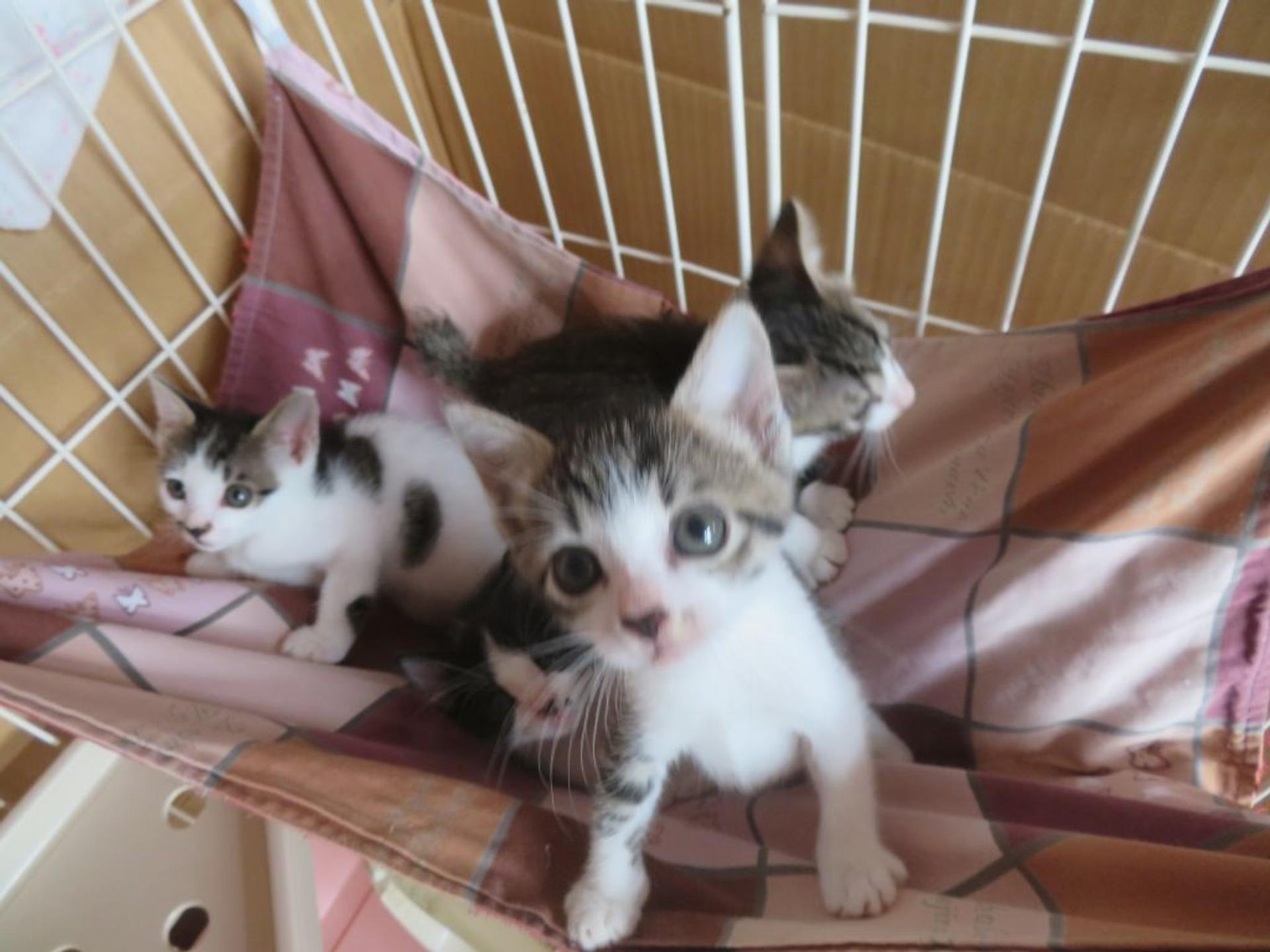 pet-image-6