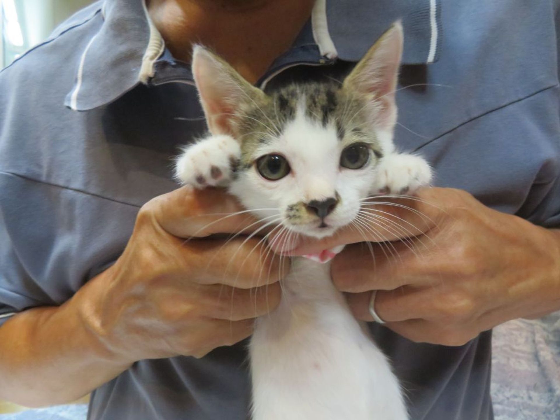 雑種（ミックス猫）・メスの里親募集の写真