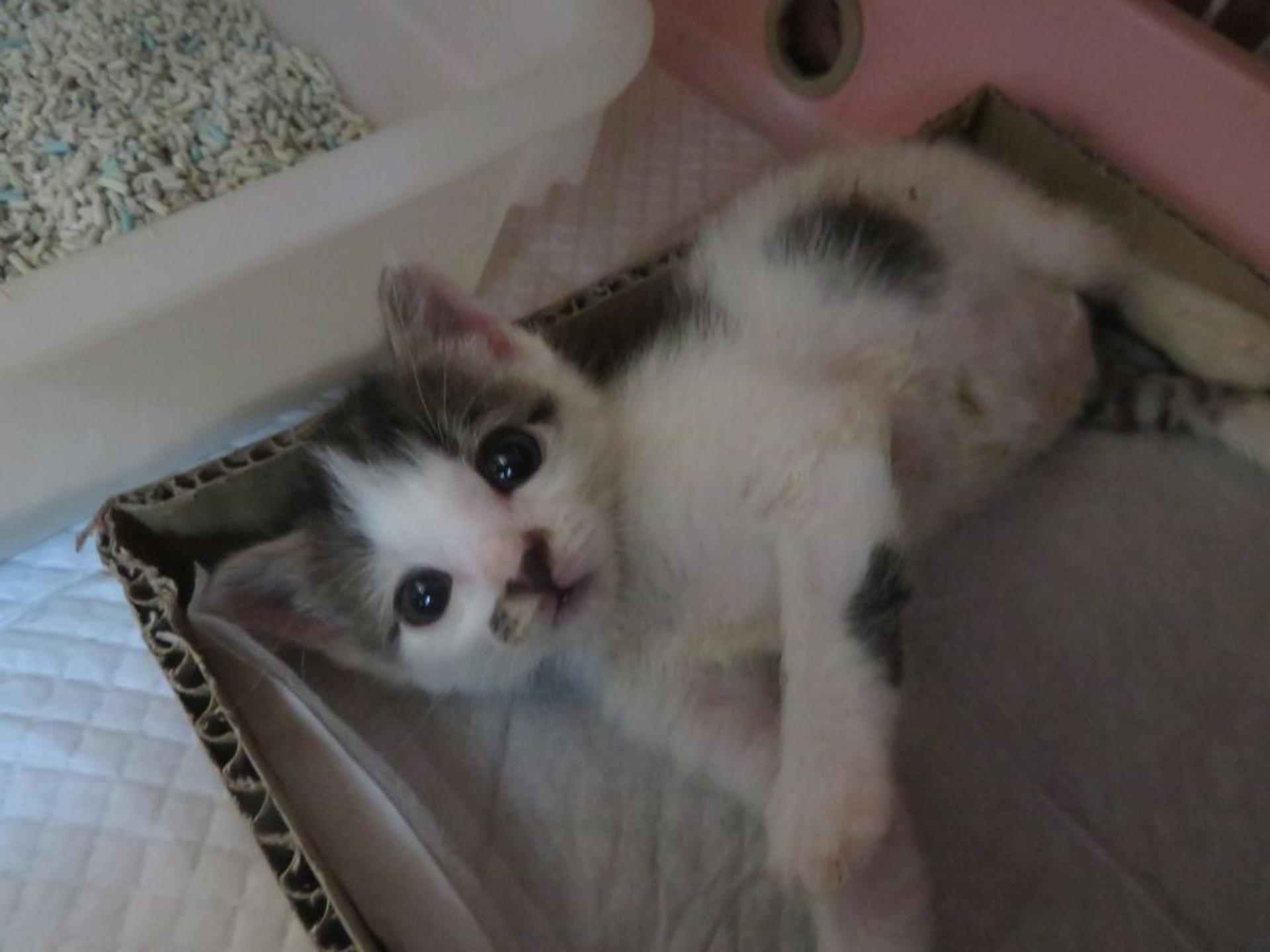 pet-image-3