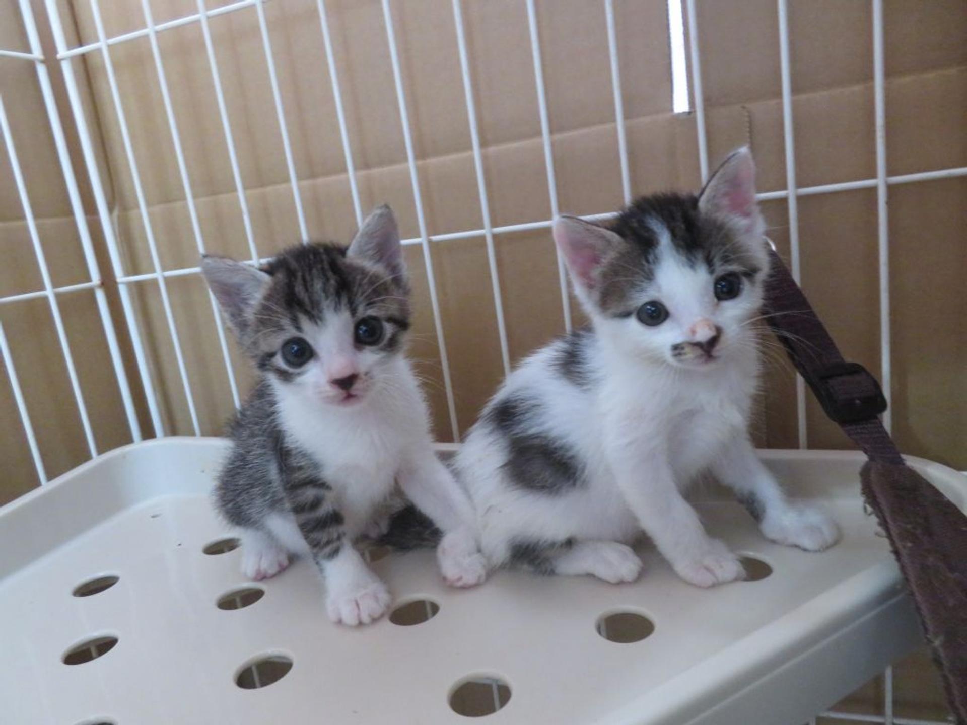pet-image-6