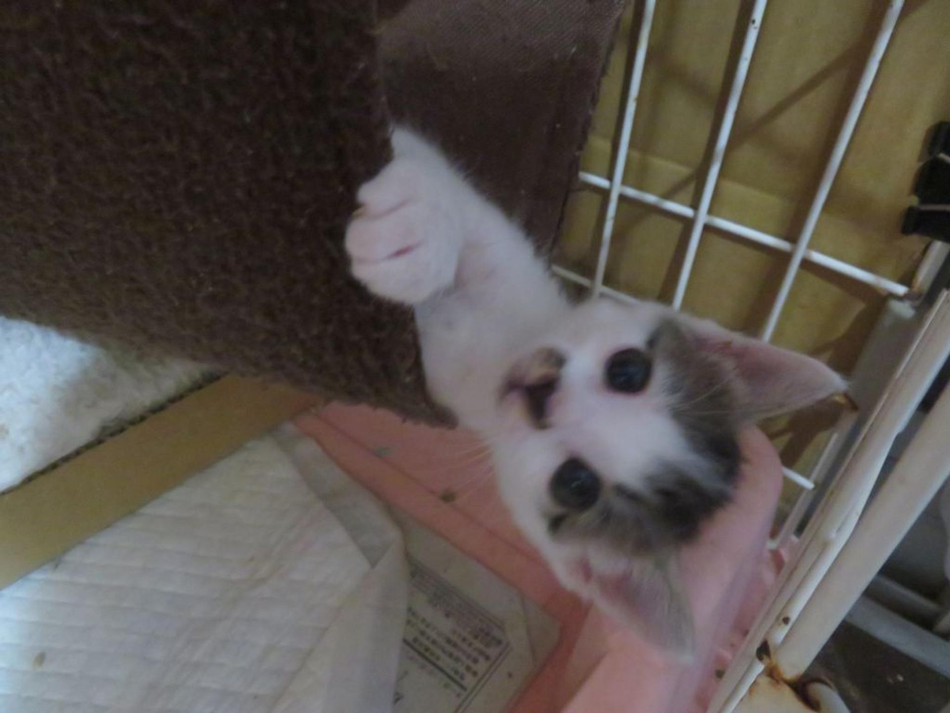 pet-image-7