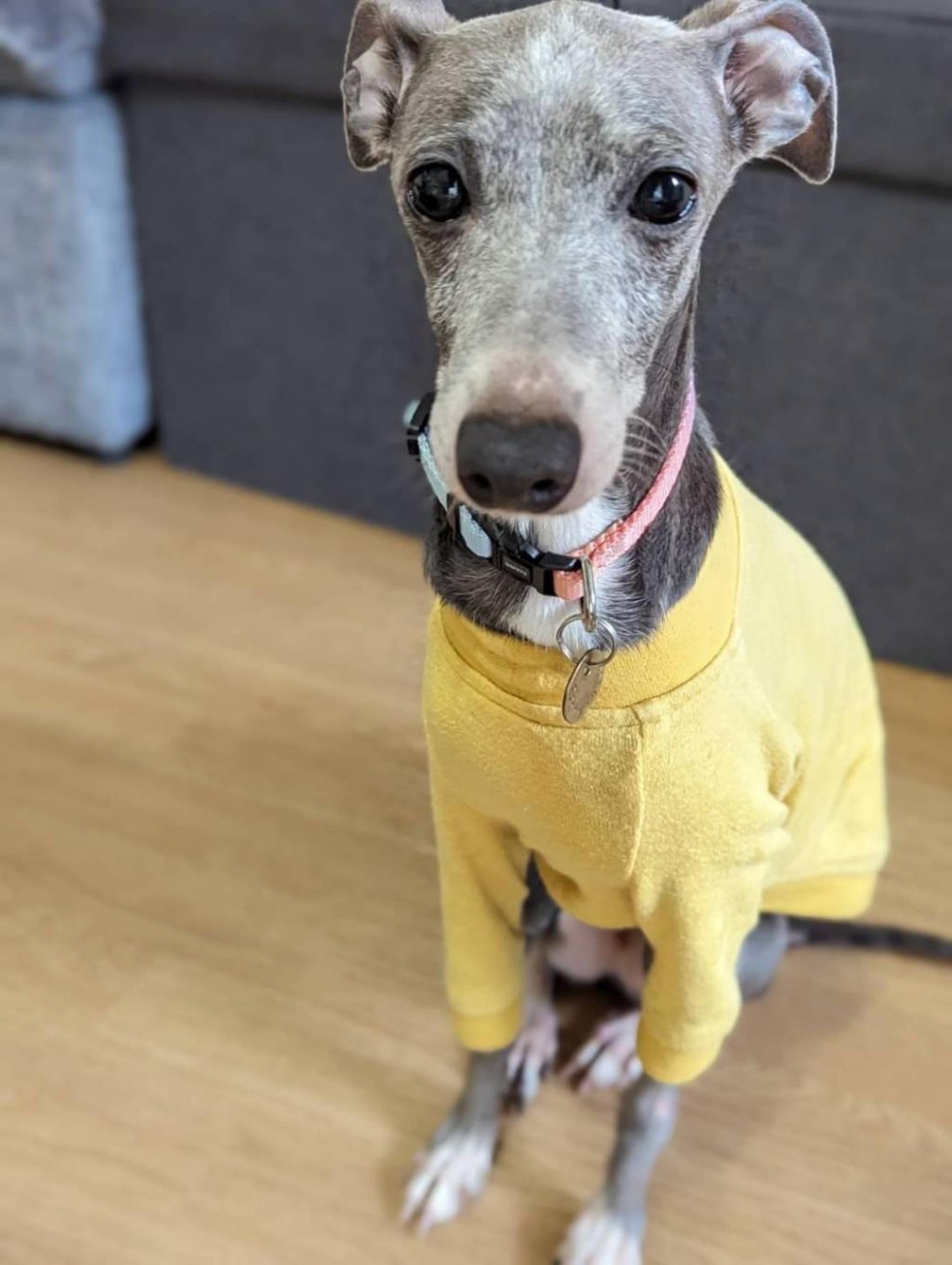 pet-image-4
