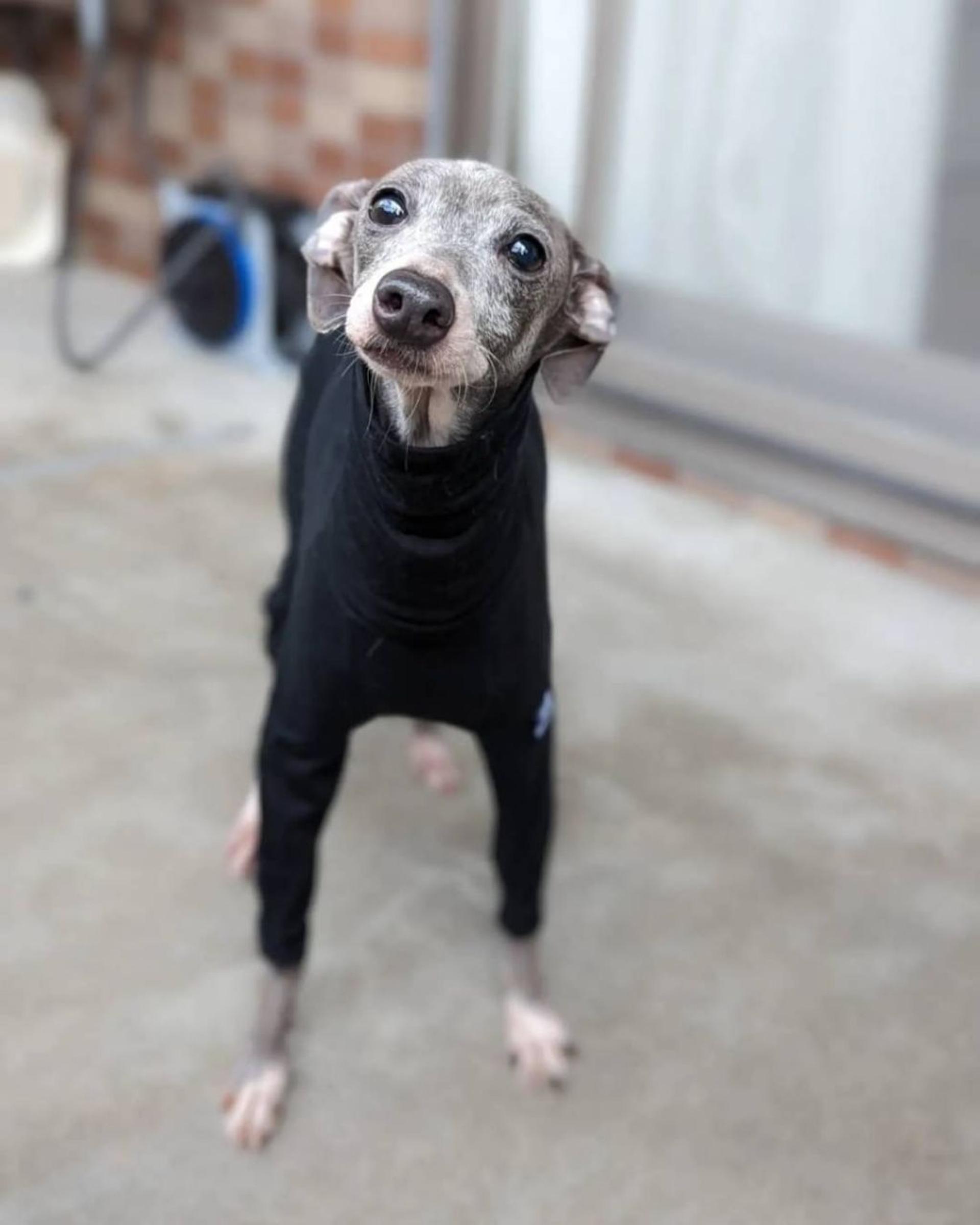 pet-image-5