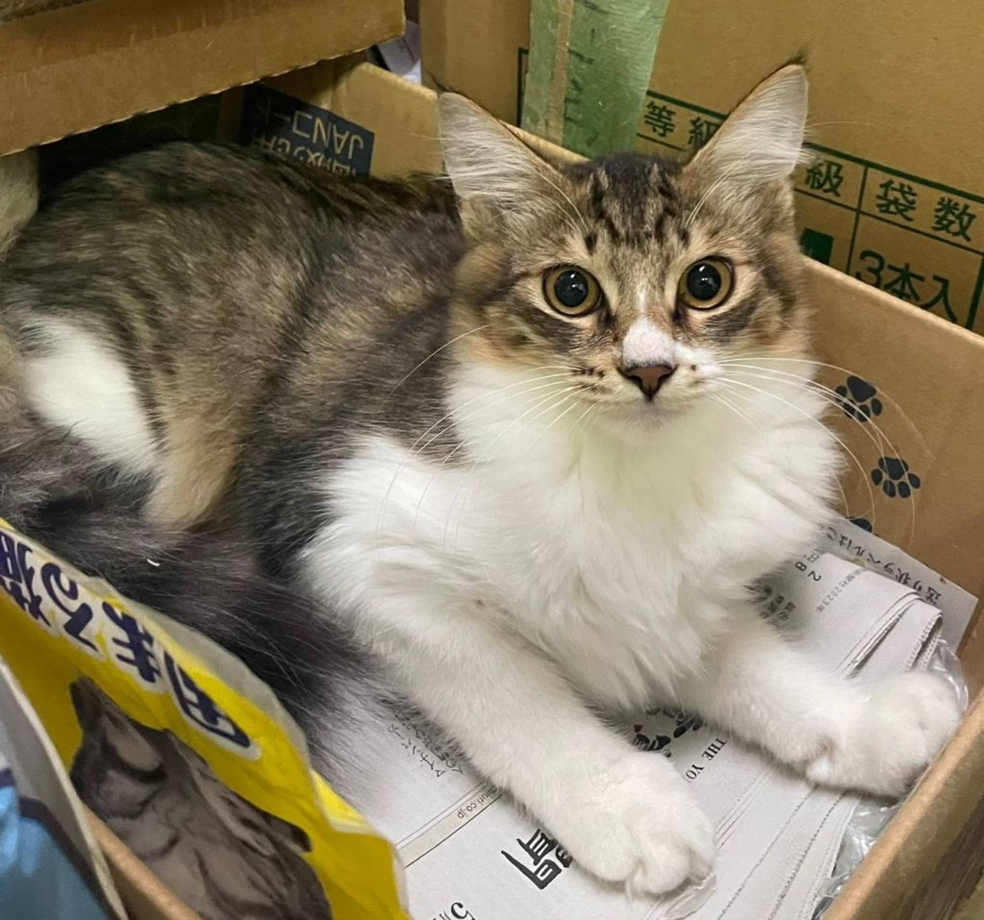 雑種（ミックス猫）・オスの里親募集の写真
