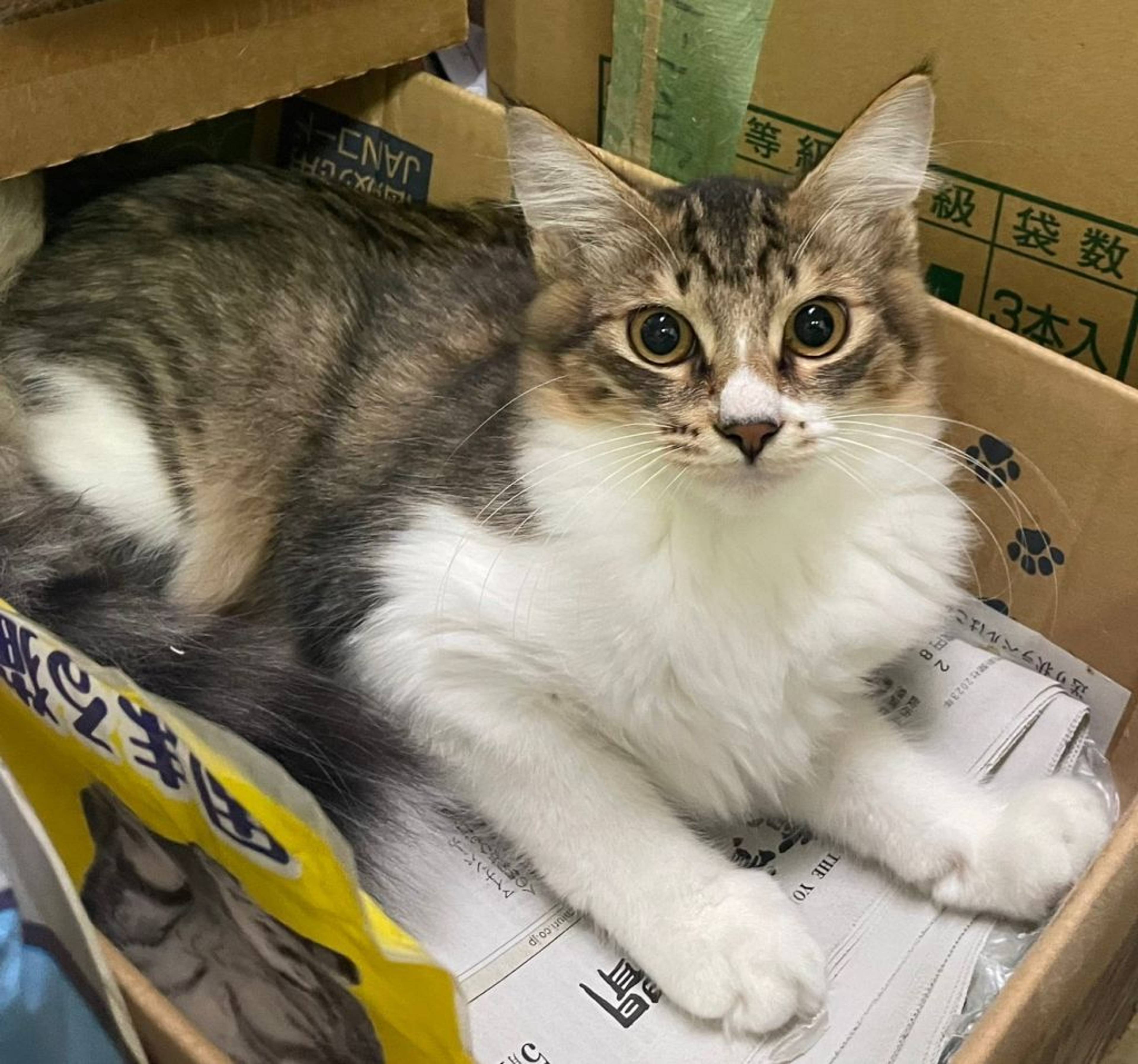 雑種（ミックス猫）・オスの里親募集の写真