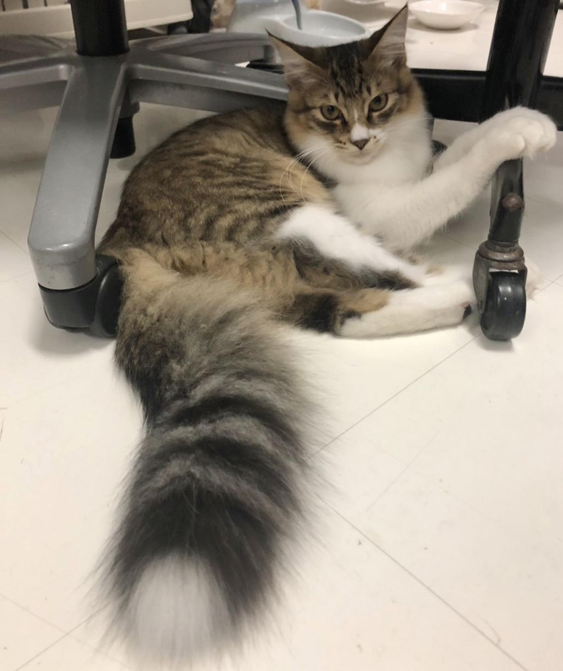 pet-image-2