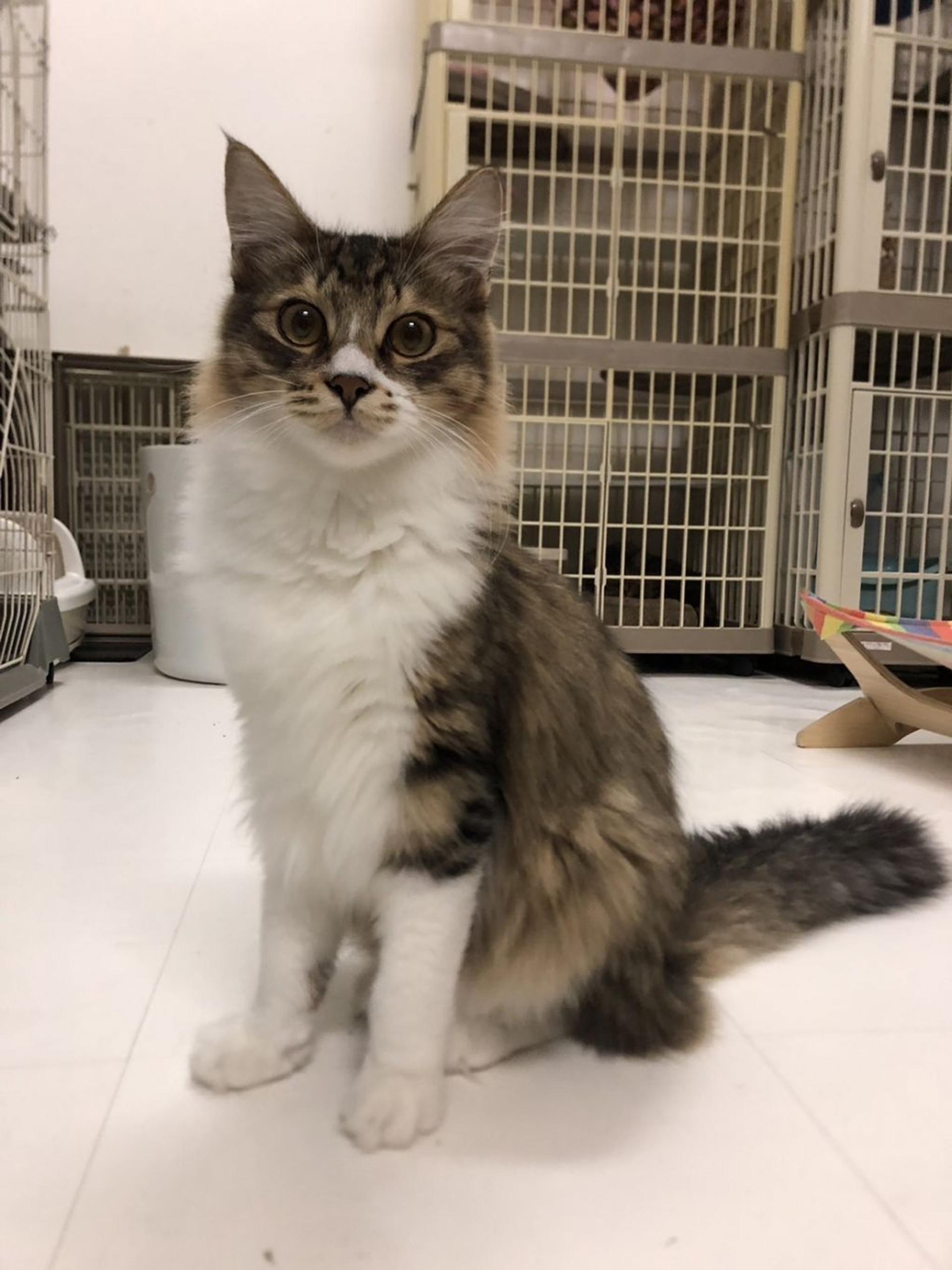 pet-image-3