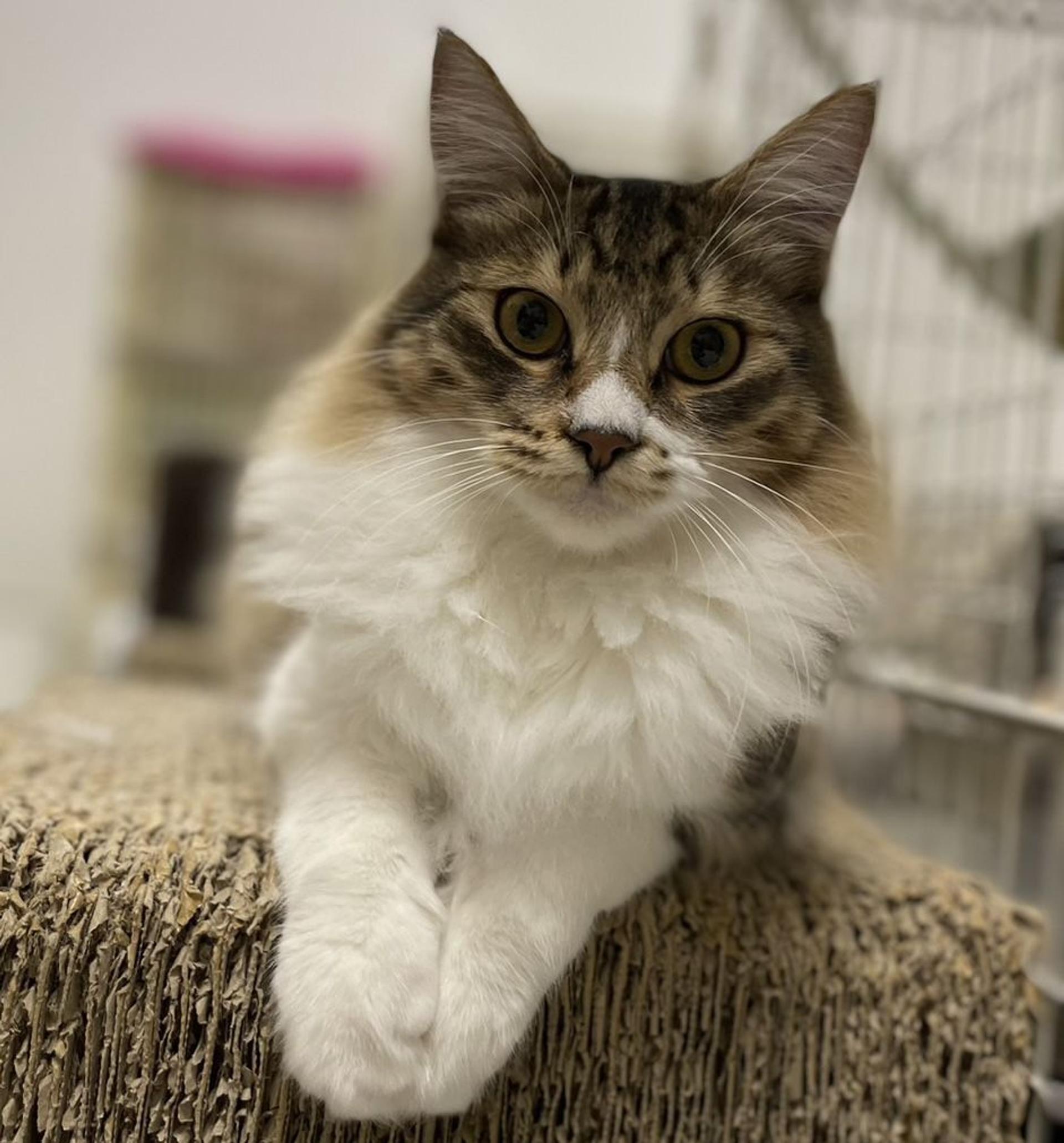 pet-image-4