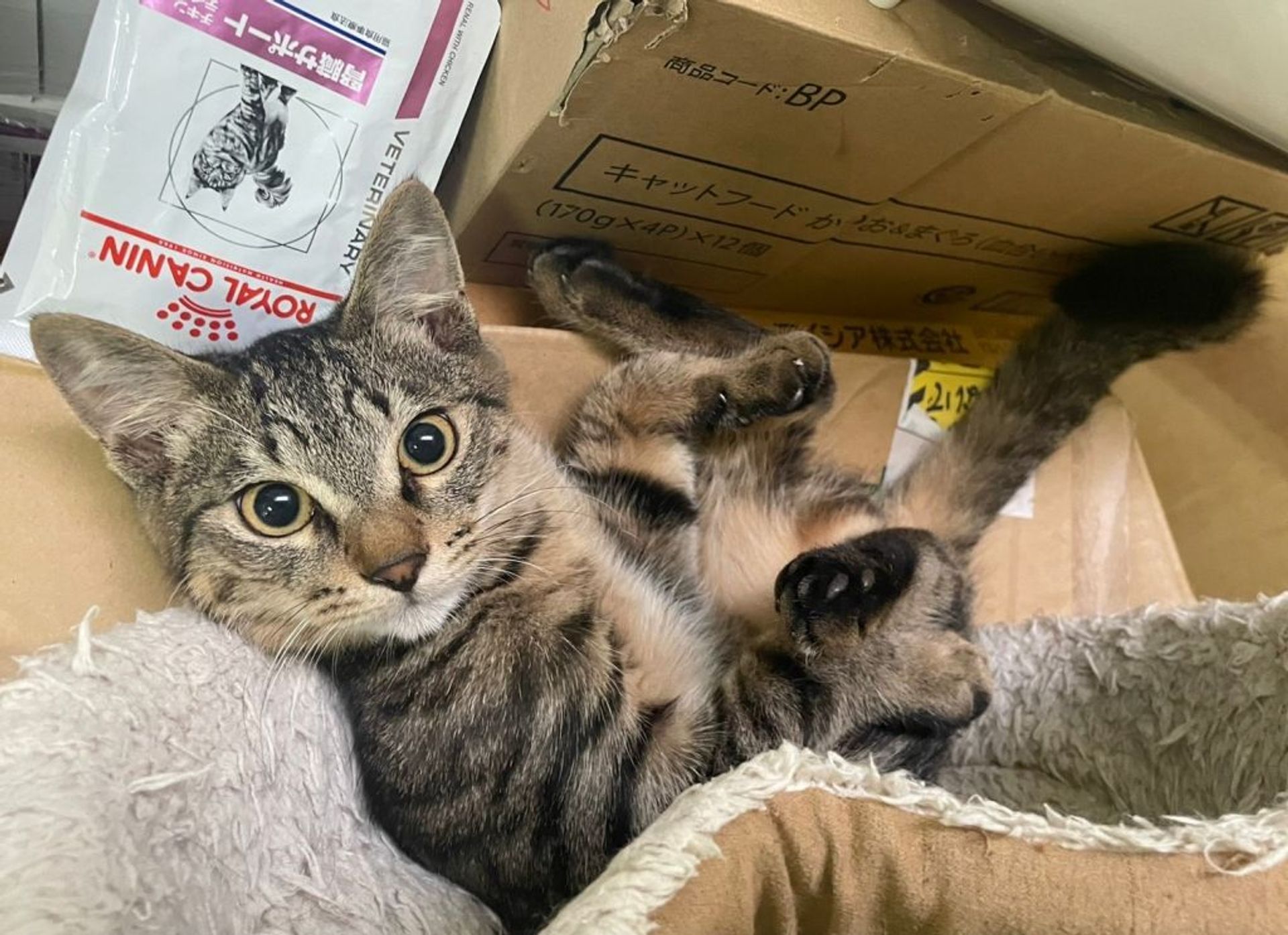 雑種（ミックス猫）・オスの里親募集の写真