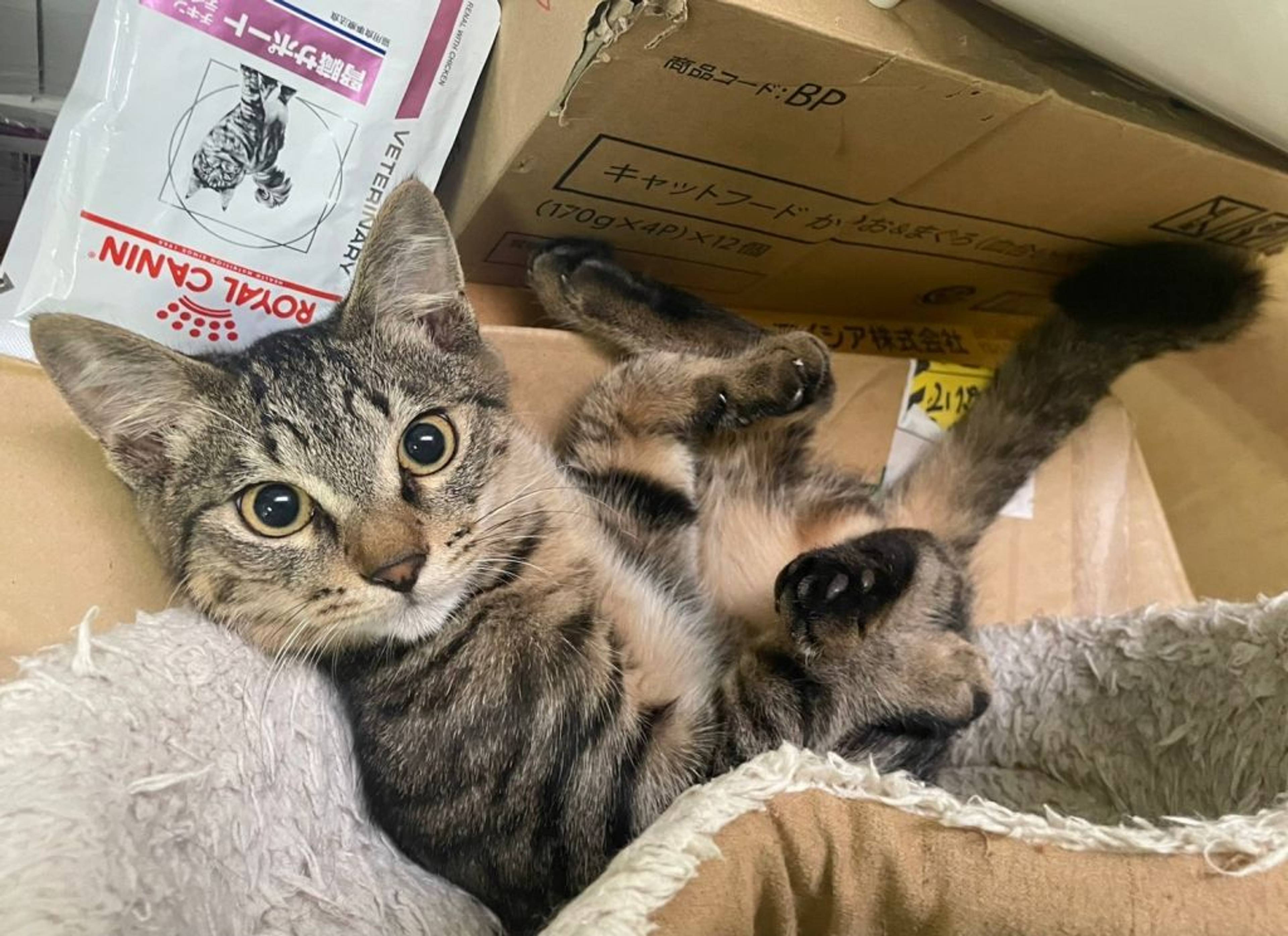 雑種（ミックス猫）・オスの里親募集の写真