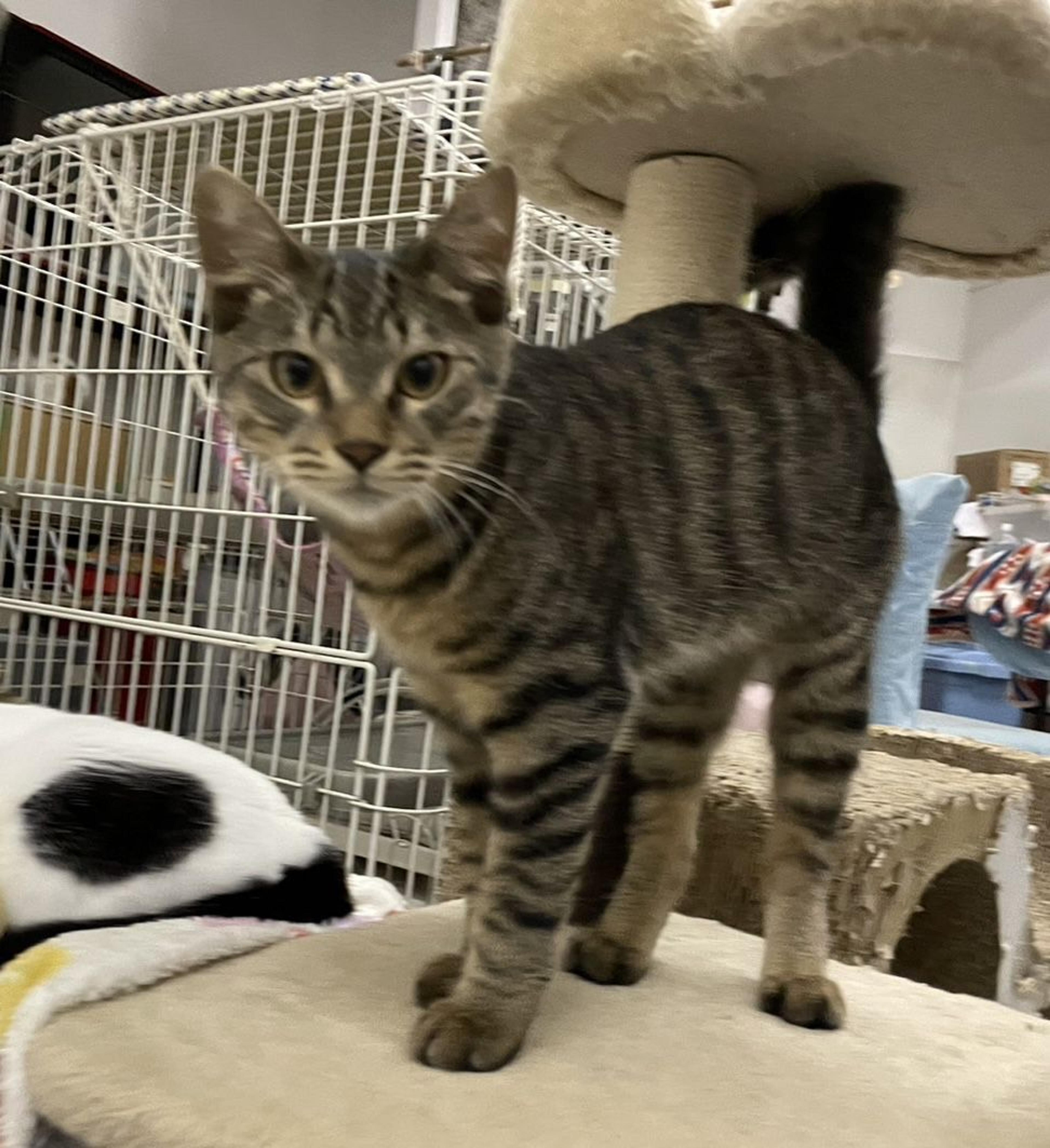 pet-image-3