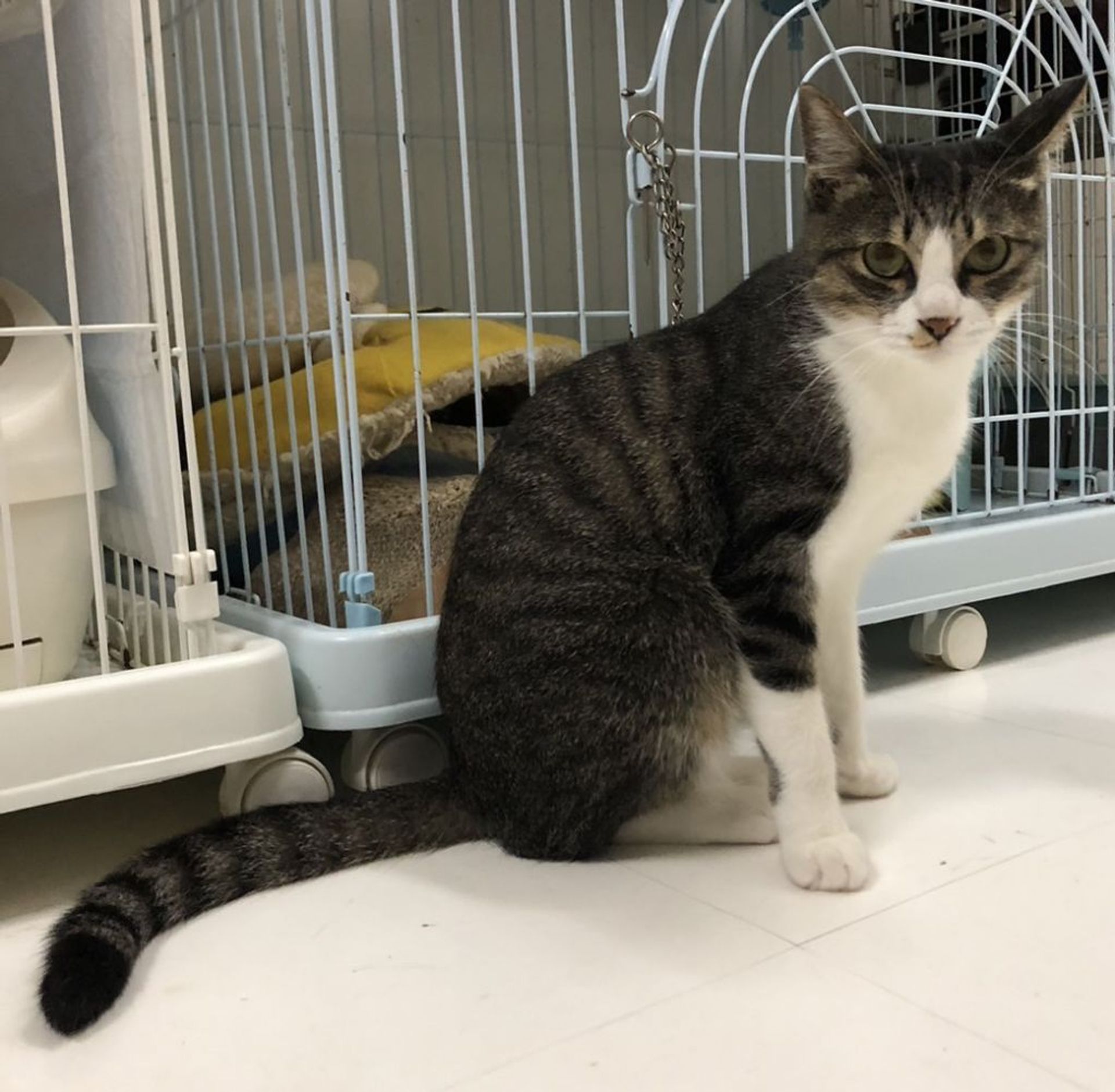 雑種（ミックス猫）・メスの里親募集の写真