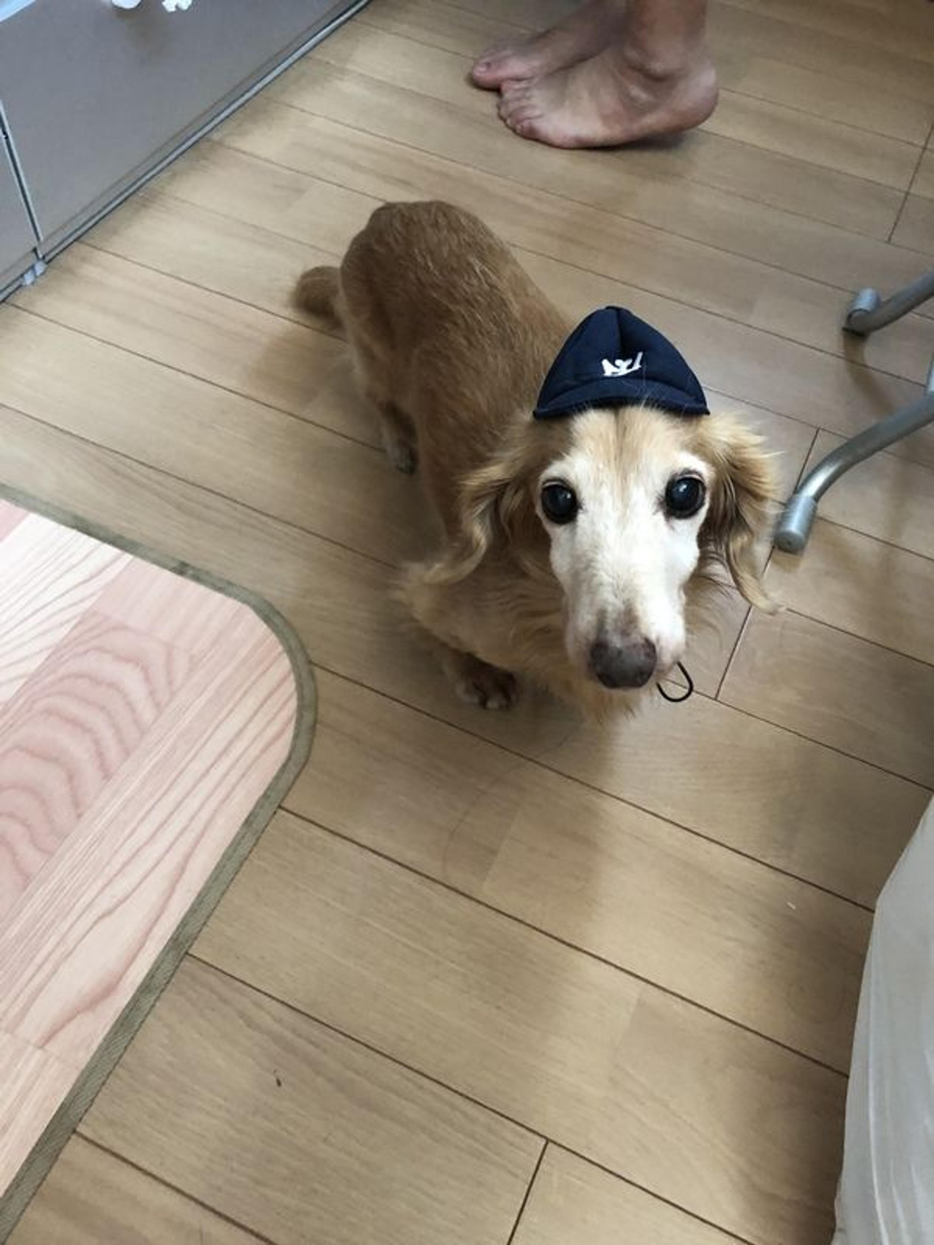 pet-image-2