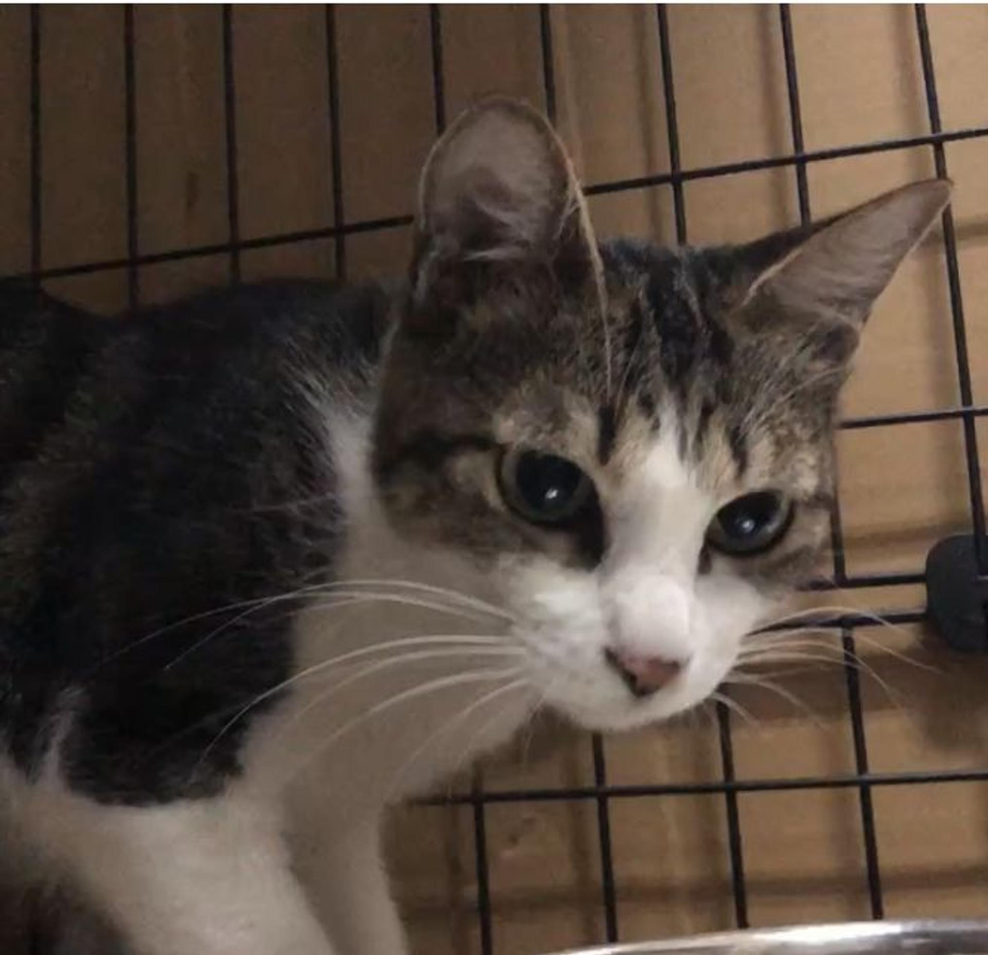 pet-image-9