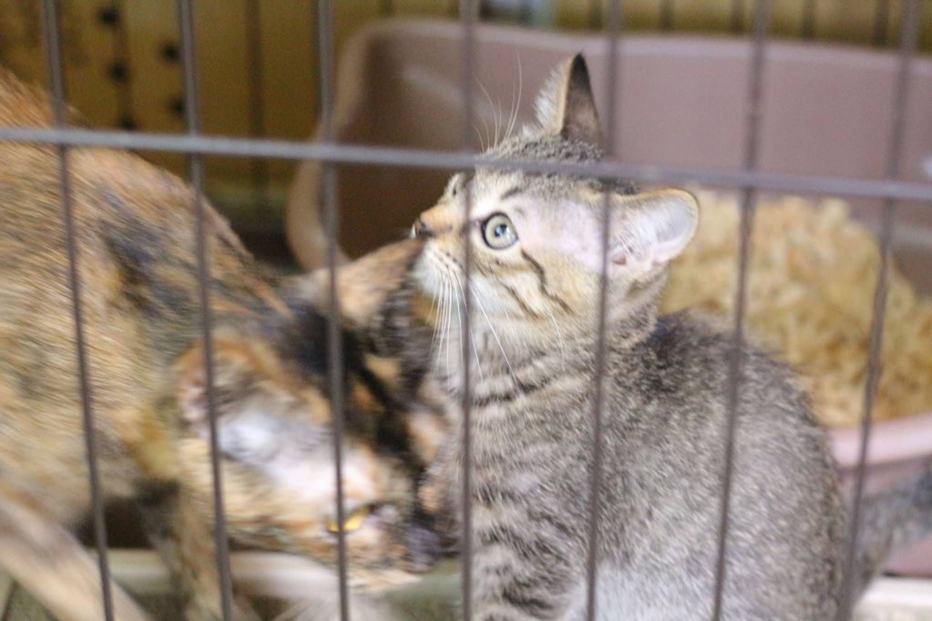 雑種（ミックス猫）・オスの里親募集の写真