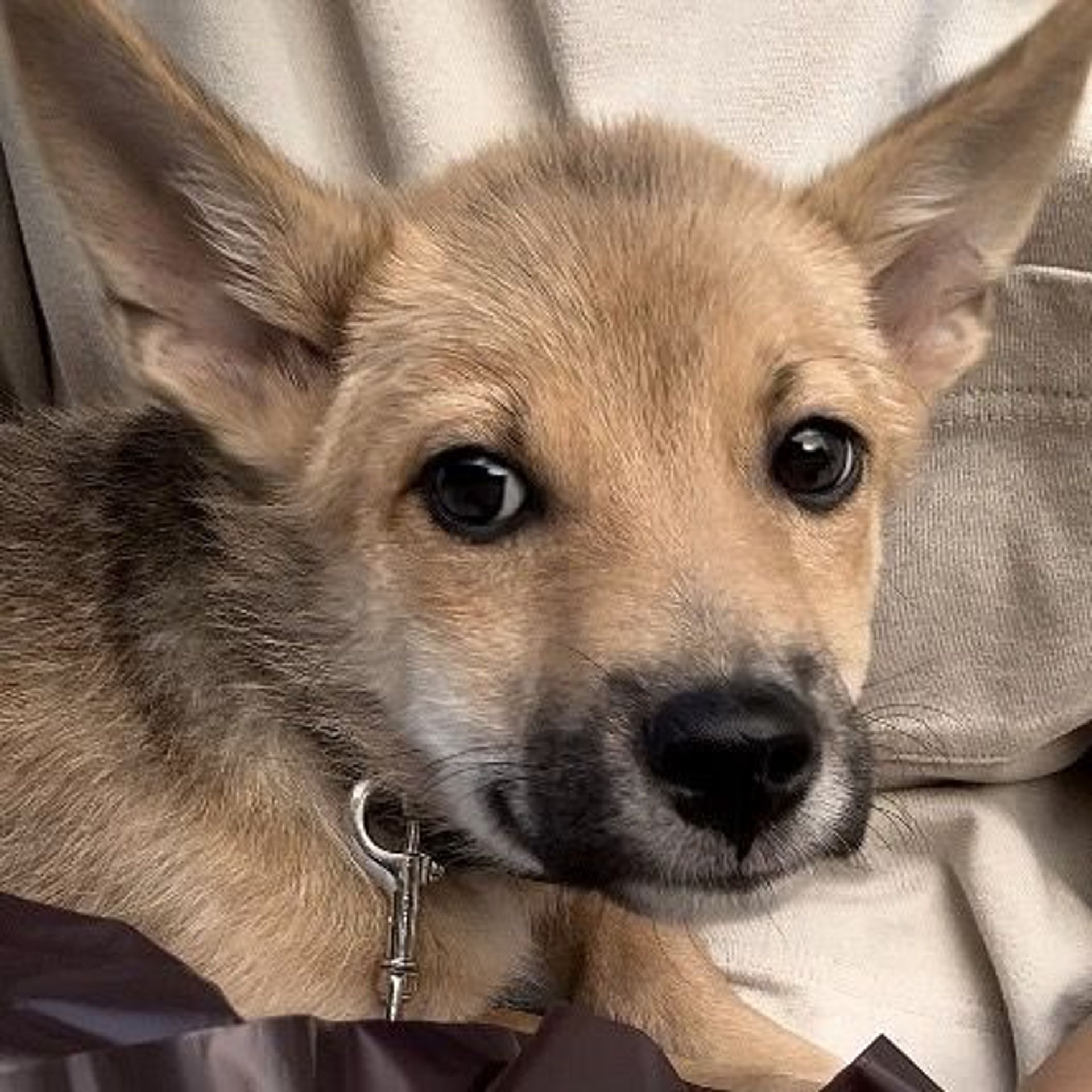 雑種（ミックス犬）・オスの里親募集の写真