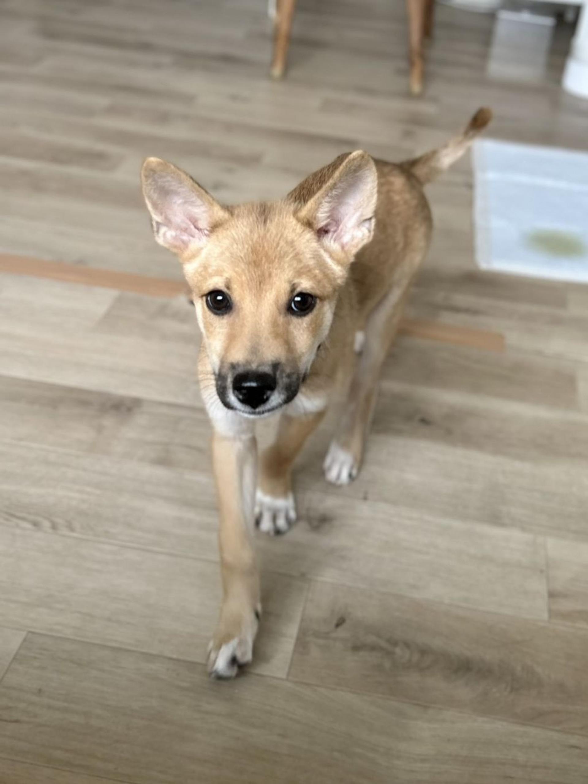 pet-image-3