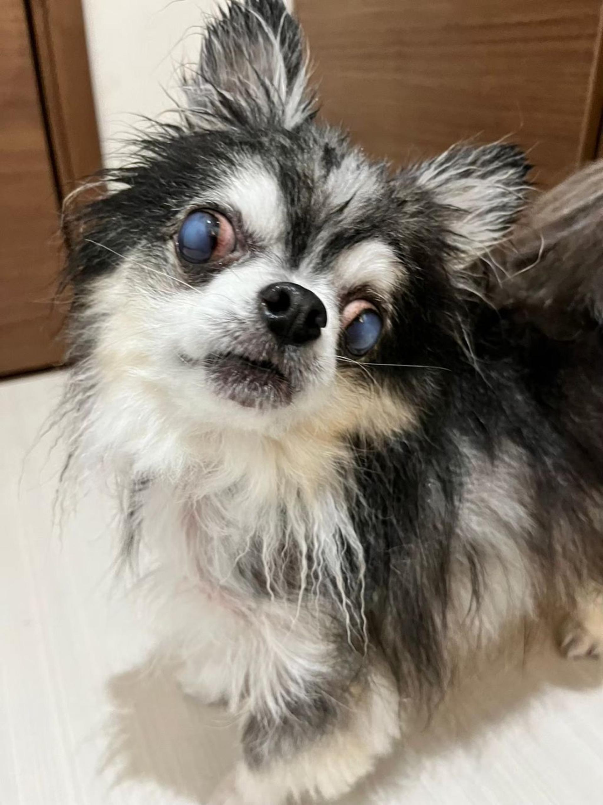 pet-image-4