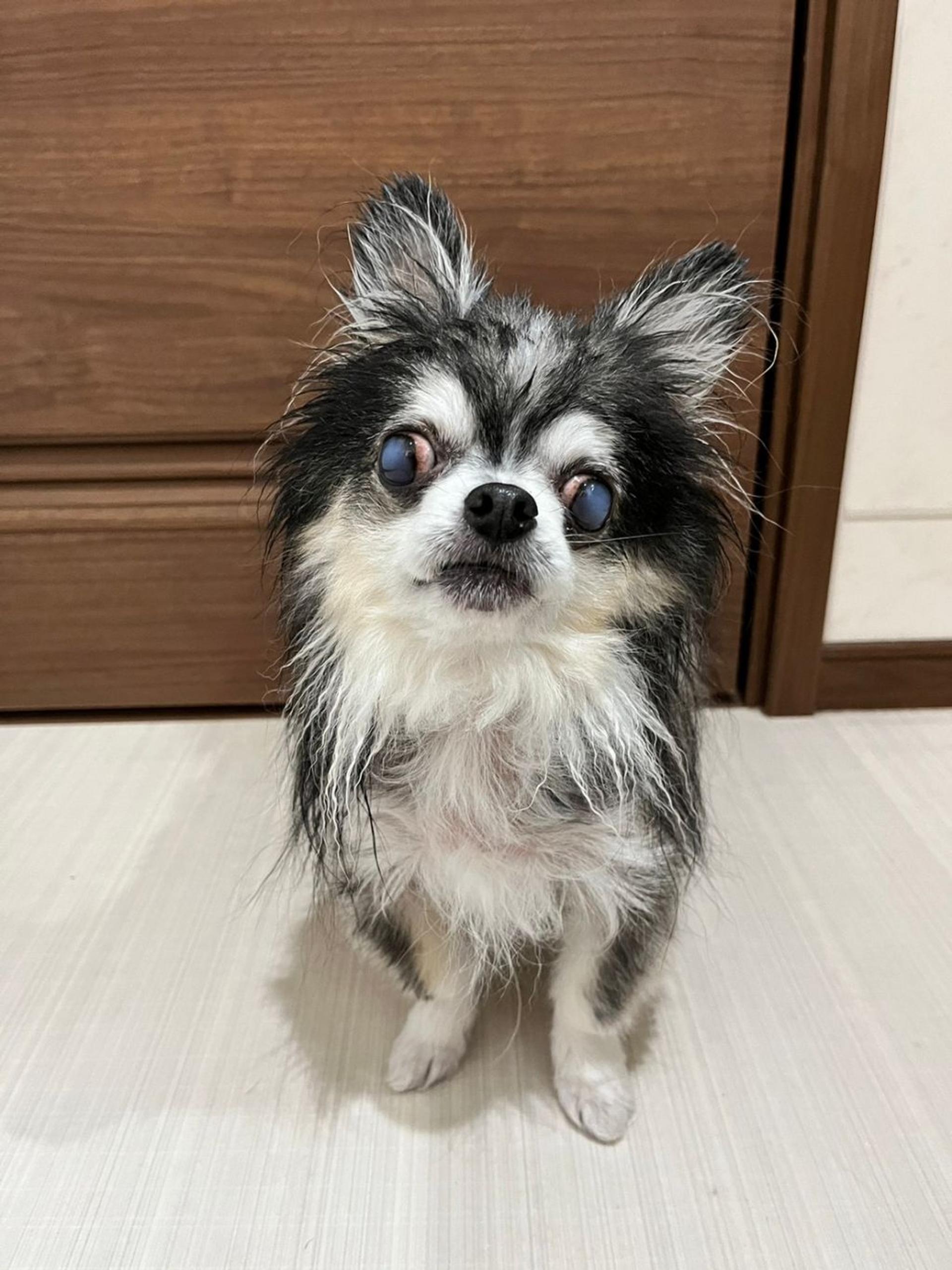 pet-image-5