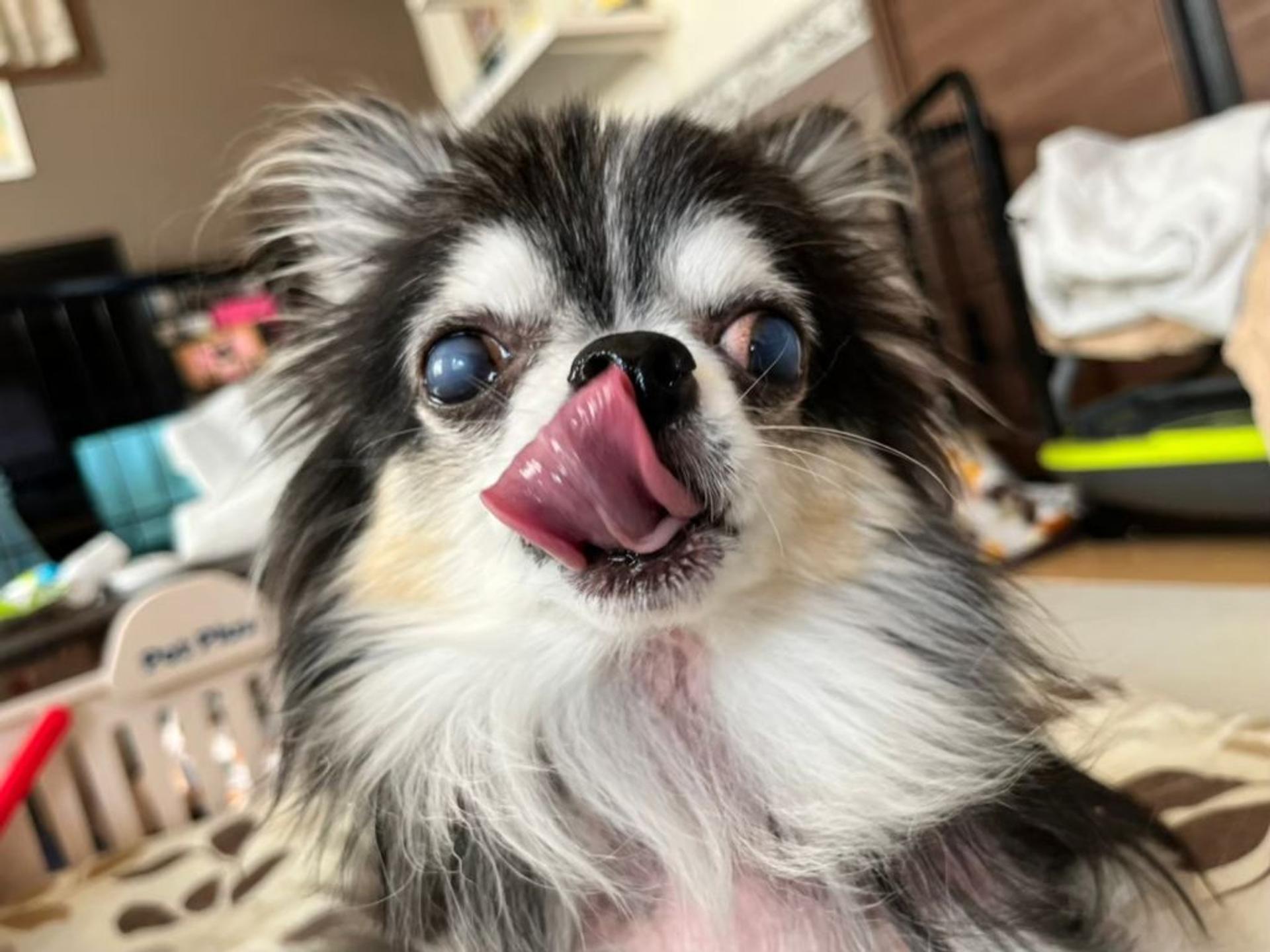 pet-image-7