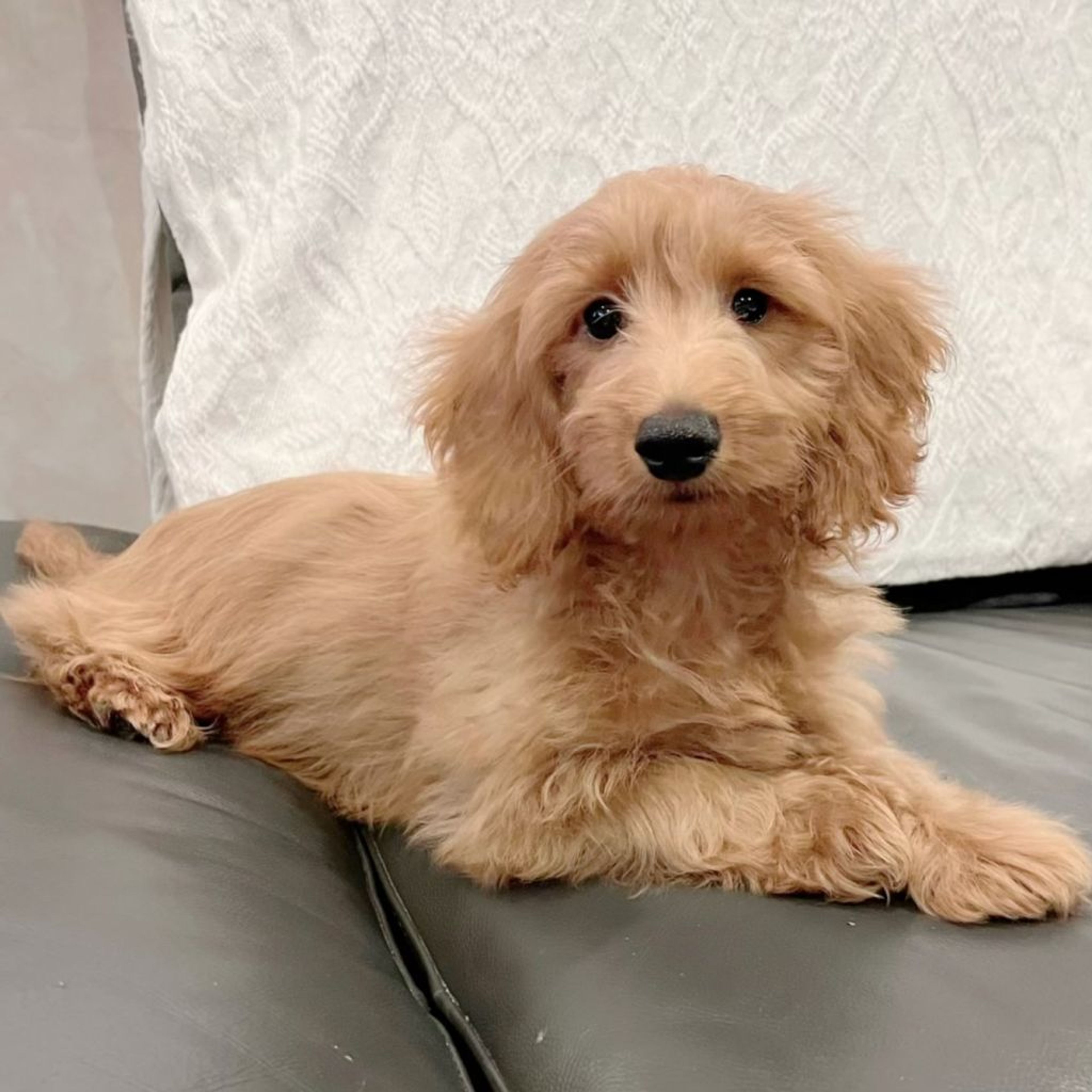 pet-image-4