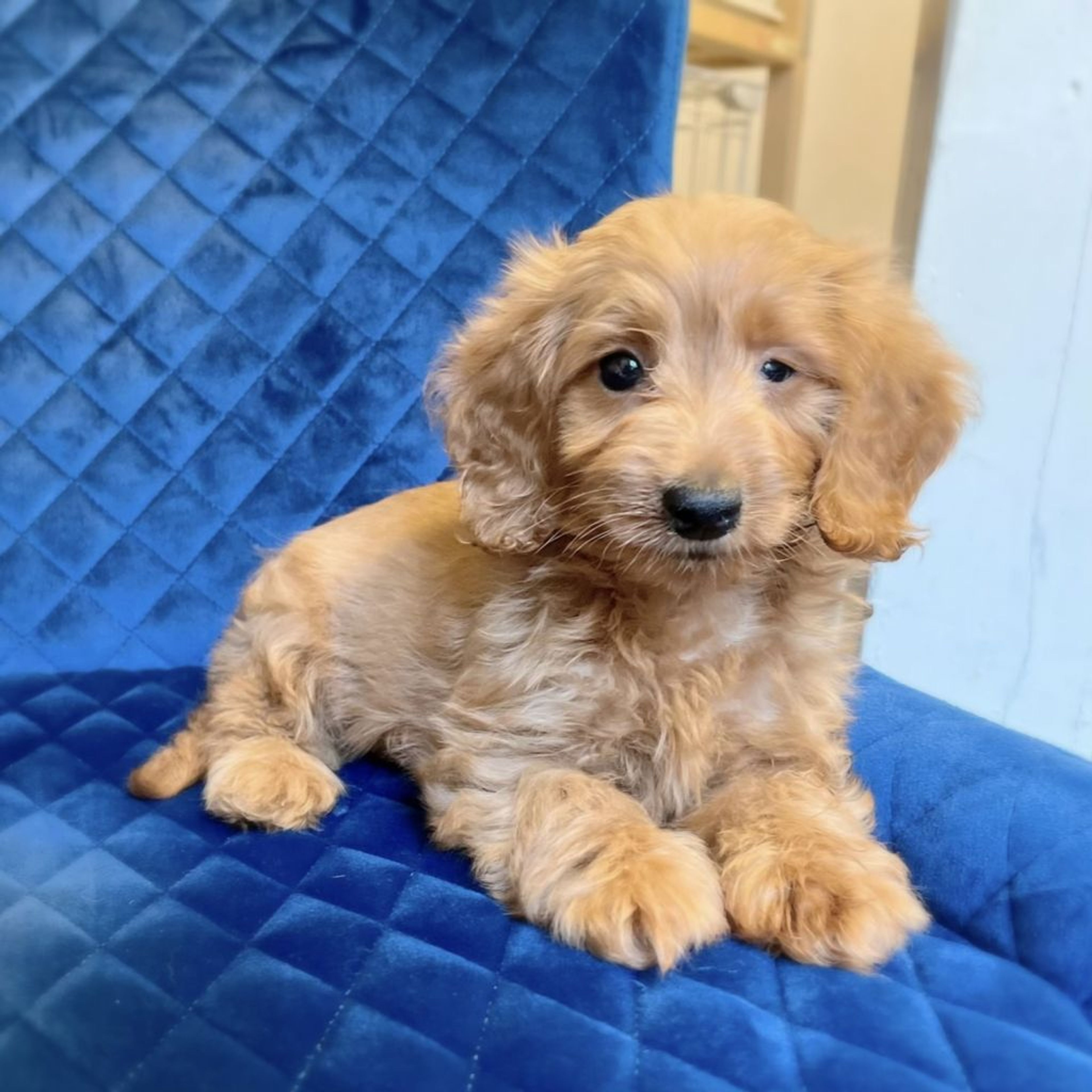 pet-image-7