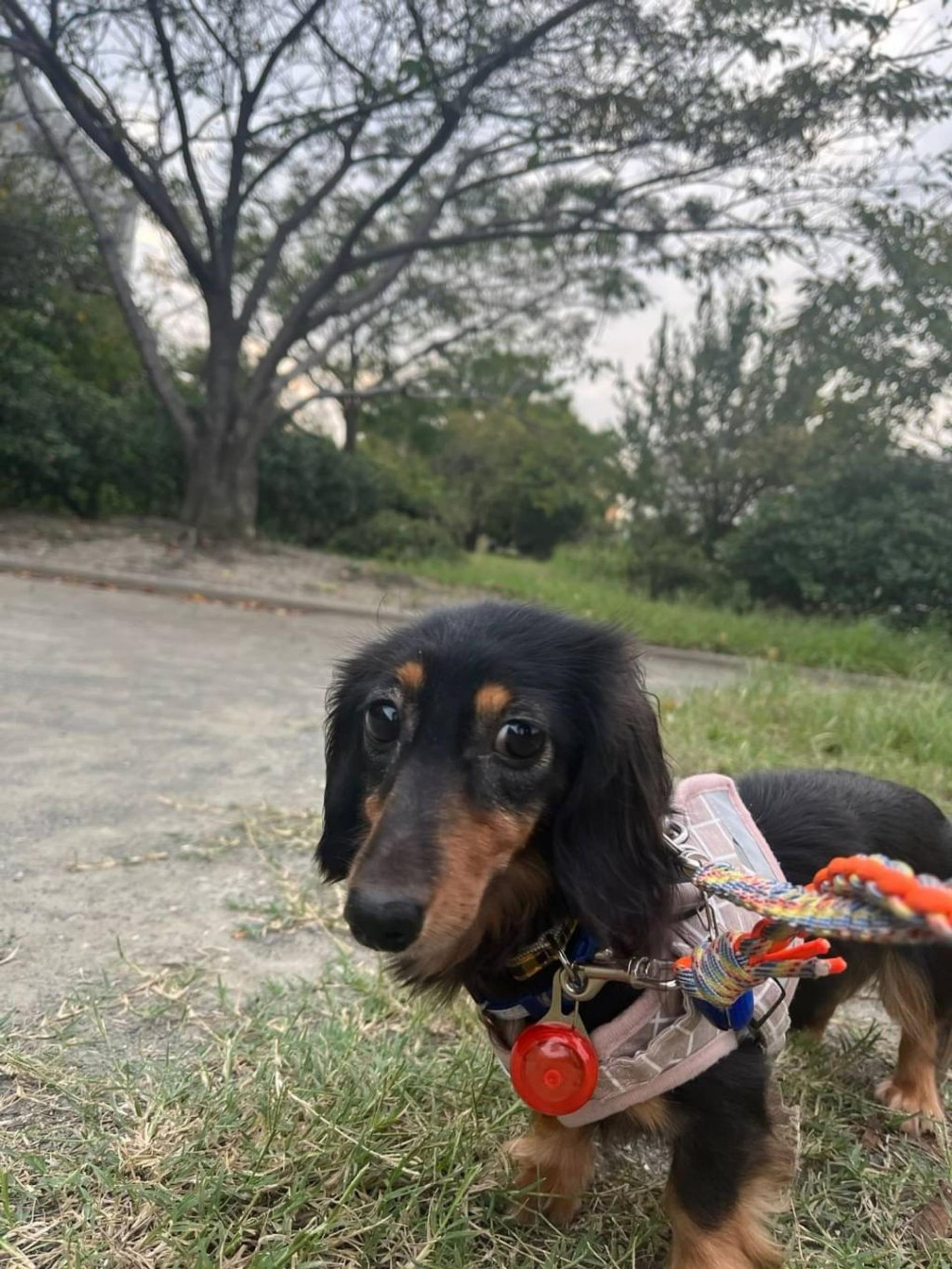 pet-image-2