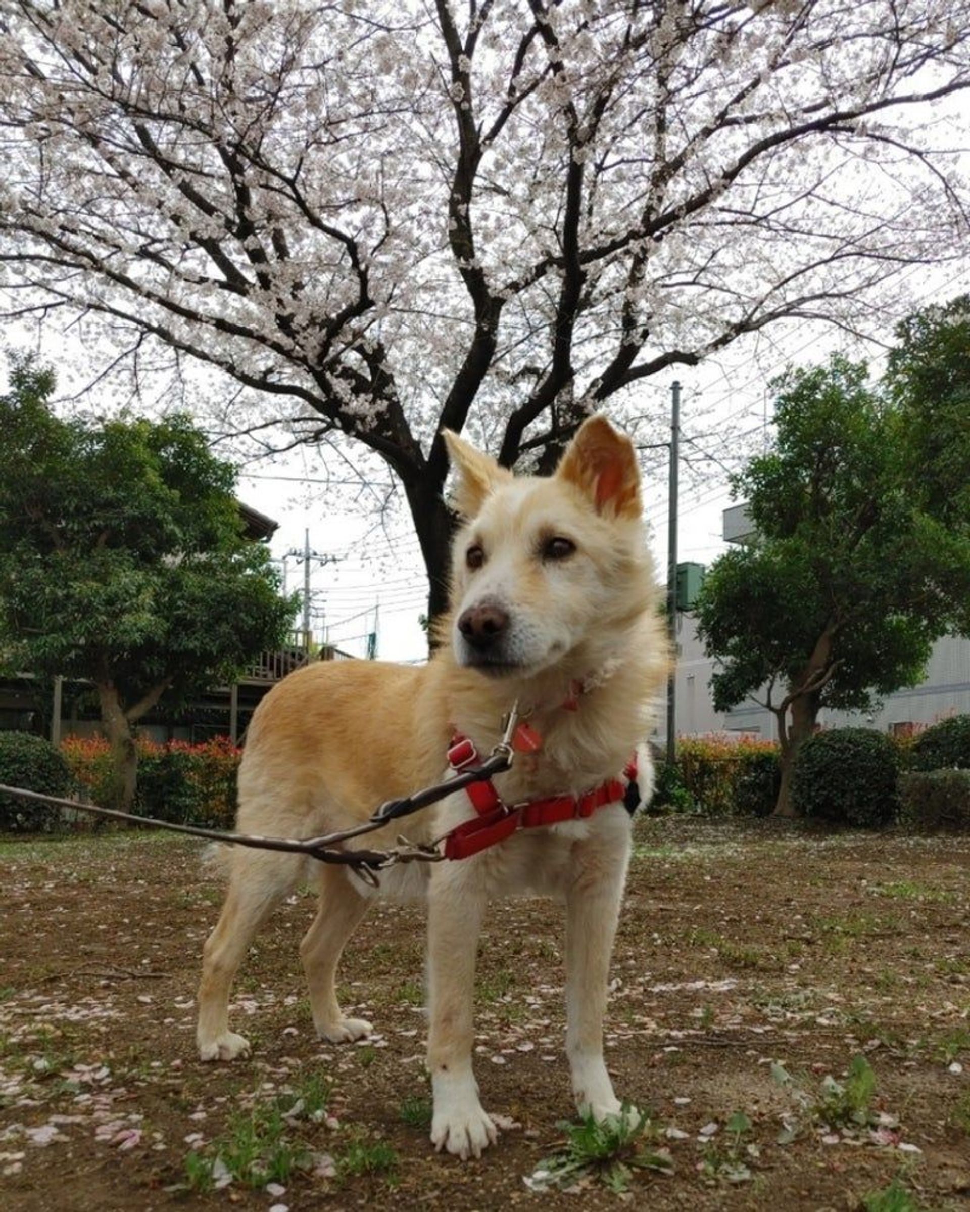 雑種（ミックス犬）・オスの里親募集の写真