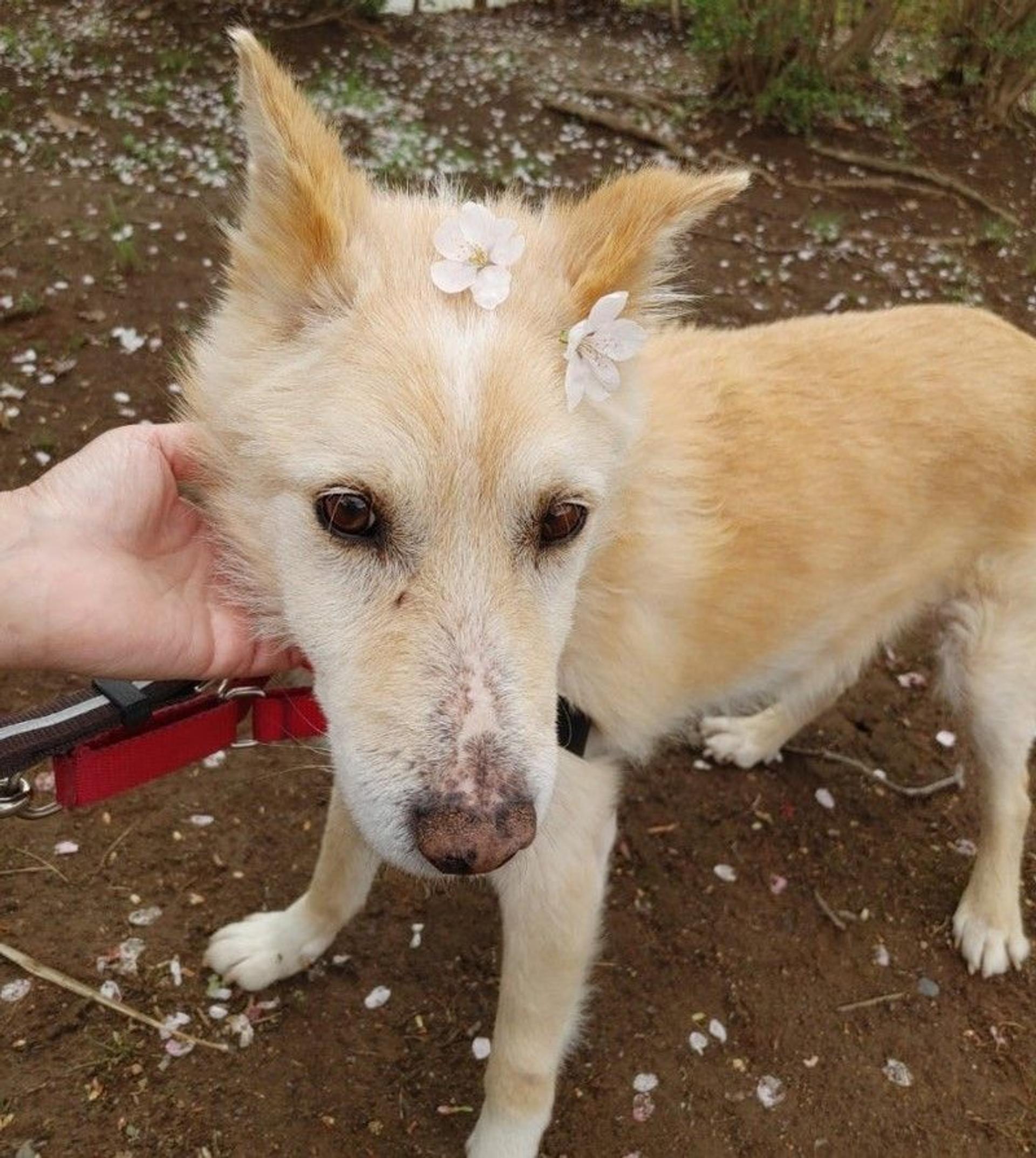 pet-image-3