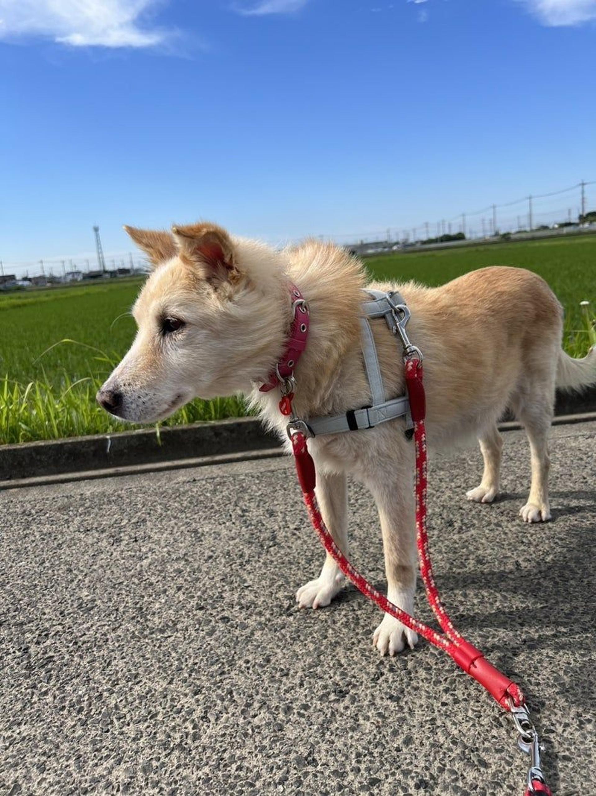 pet-image-5
