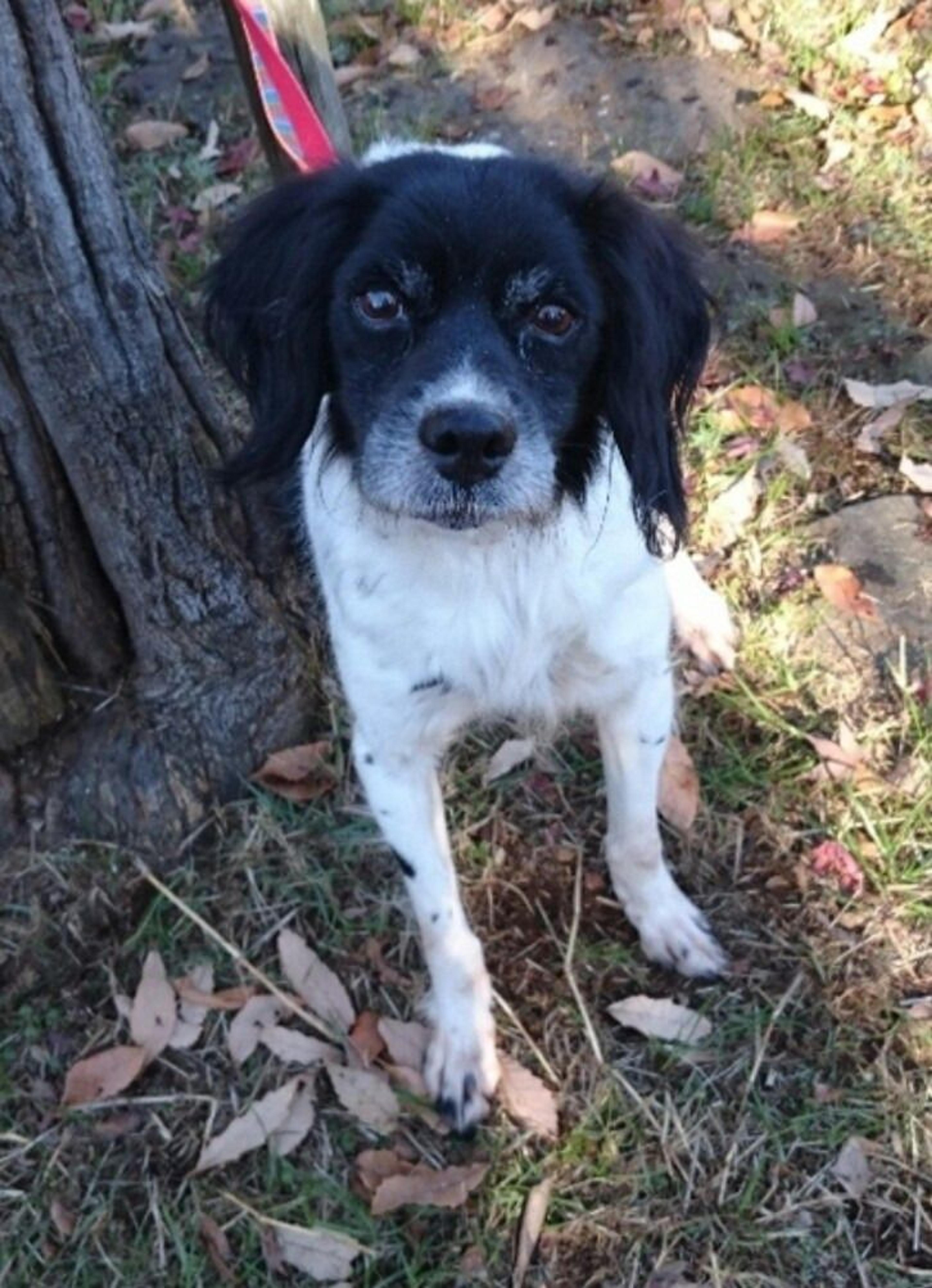 pet-image-2