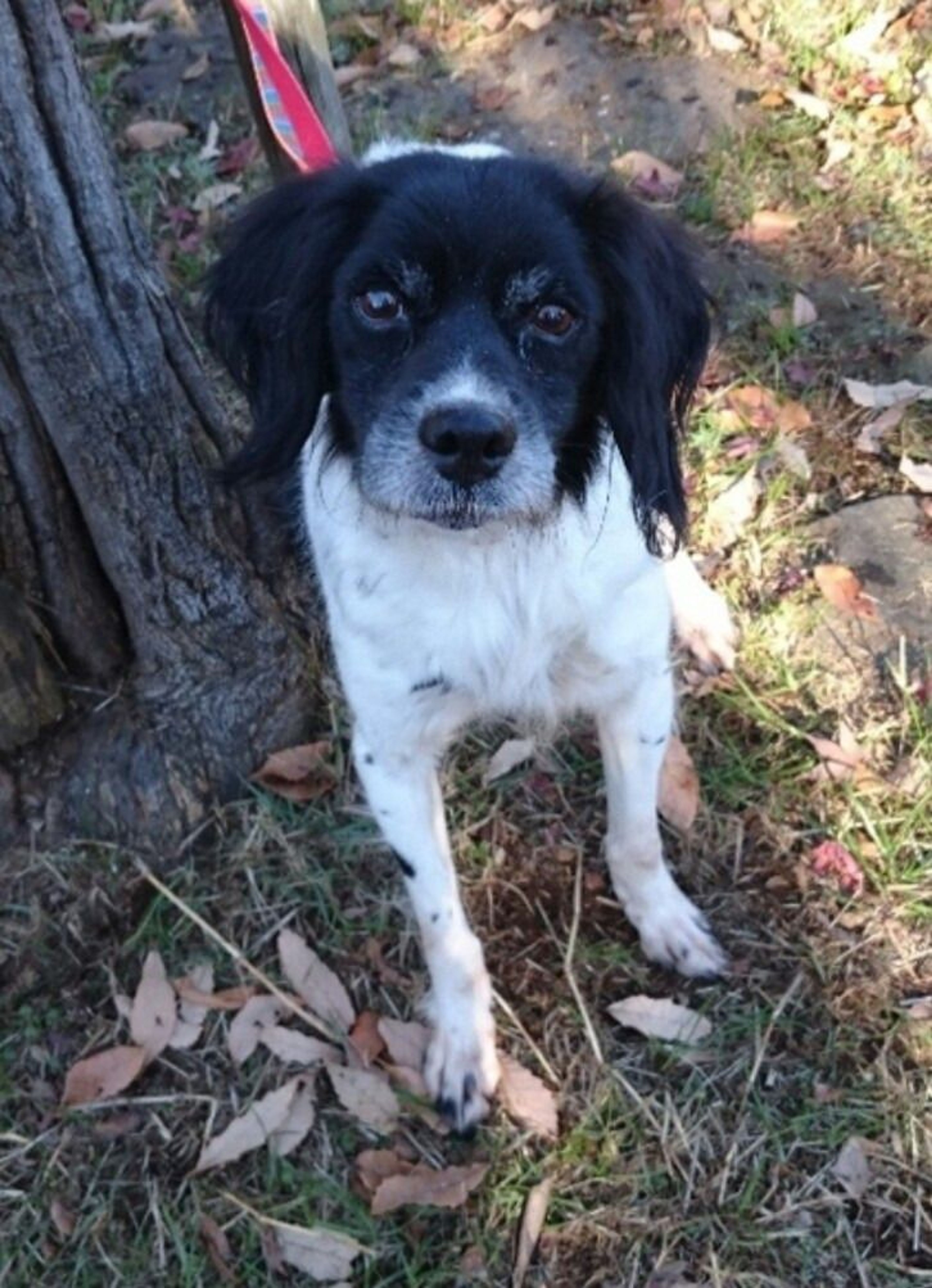 pet-image-2