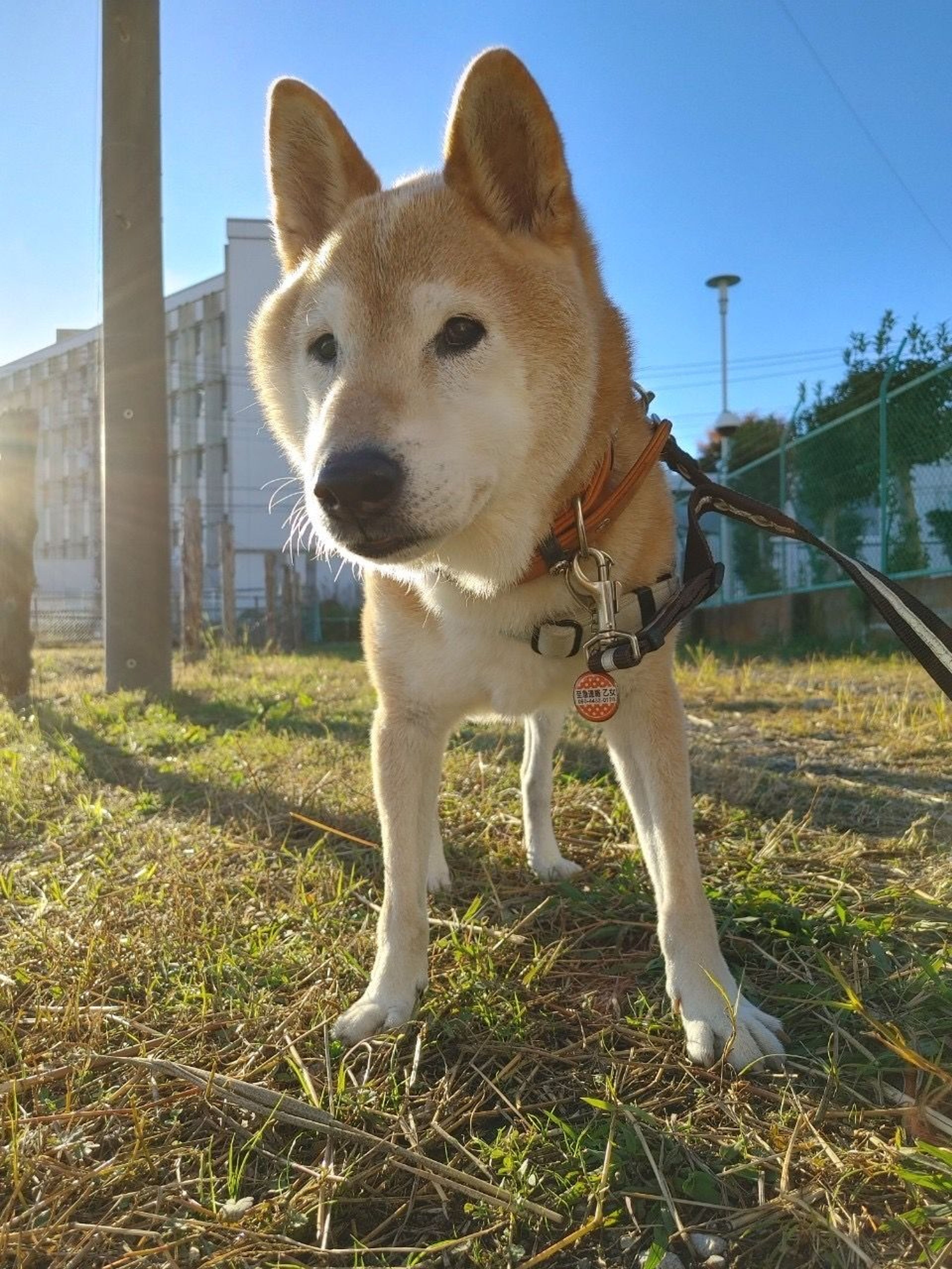 image-7
