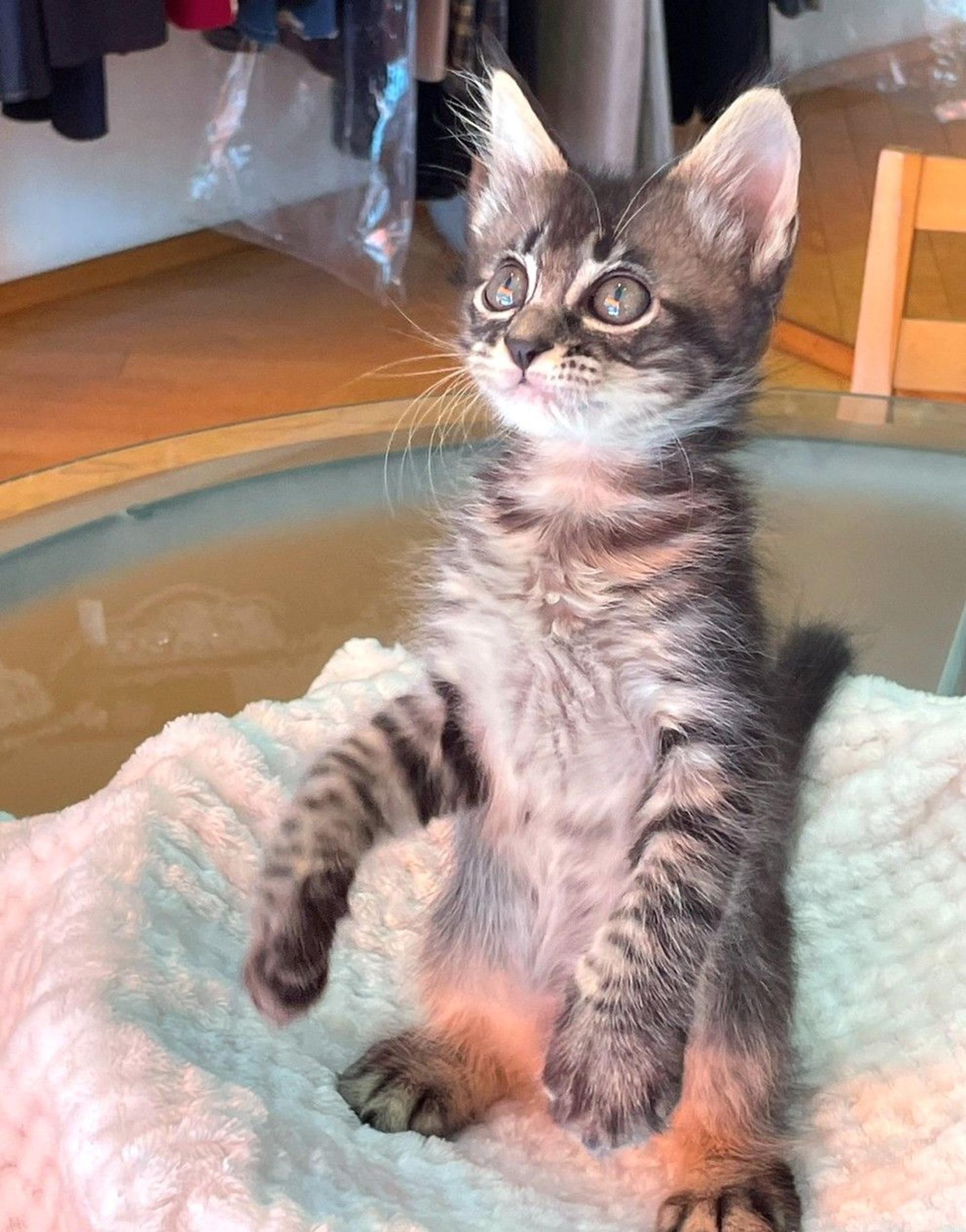 pet-image-2