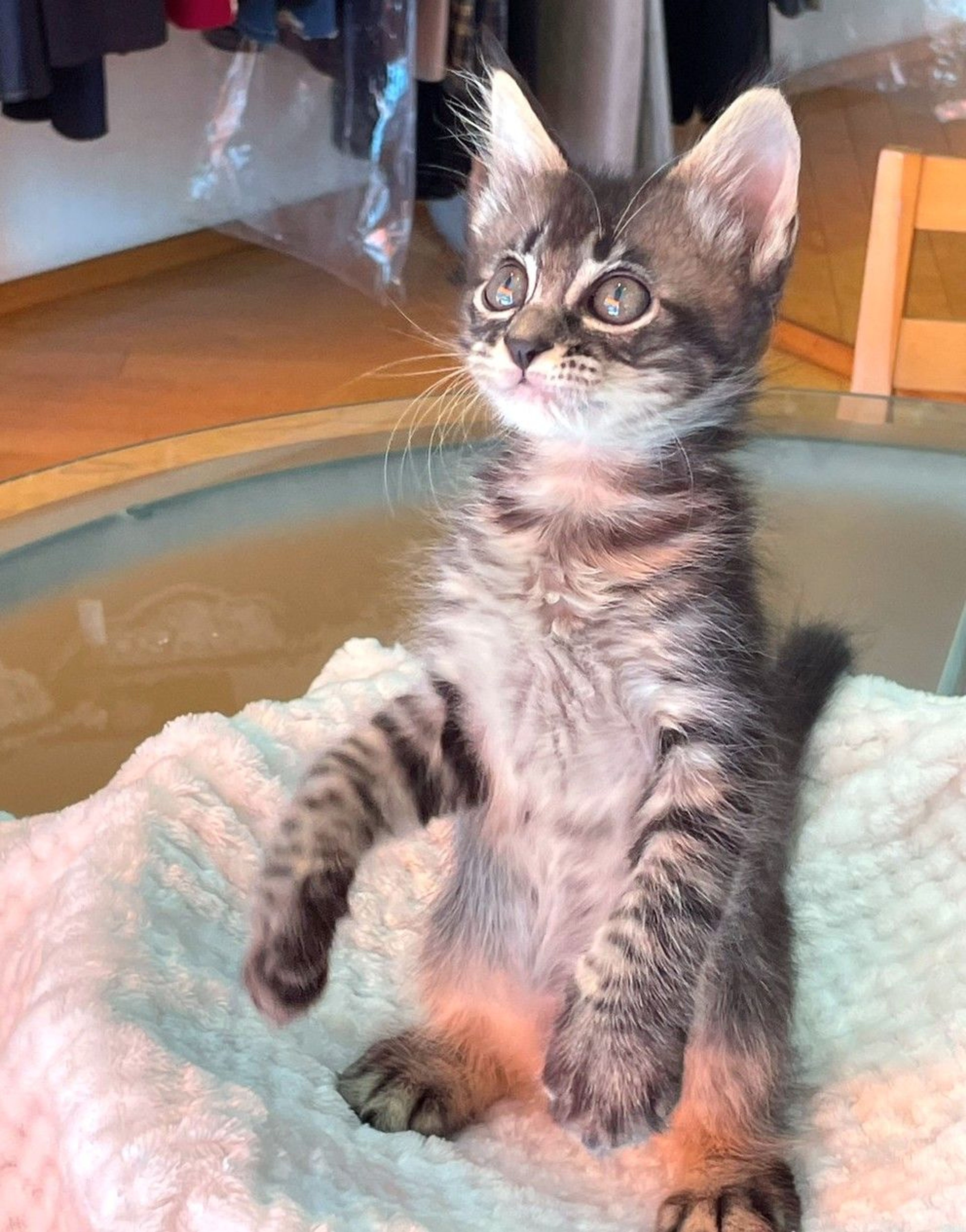 pet-image-2